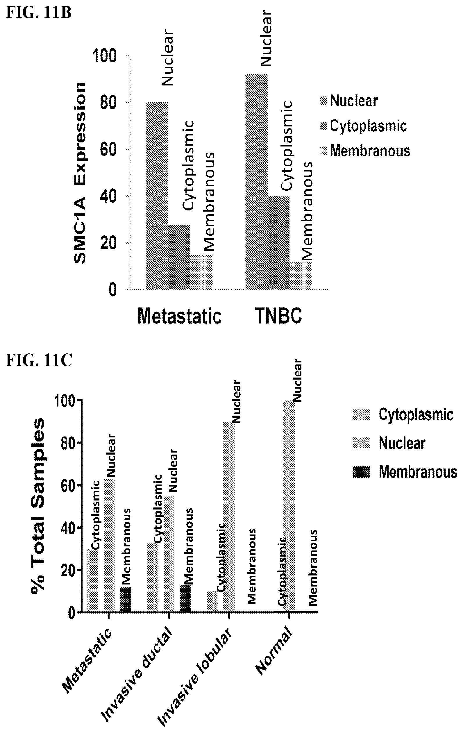 Patent US12617845 Figure 18 – SMC1A antibodies and uses thereof