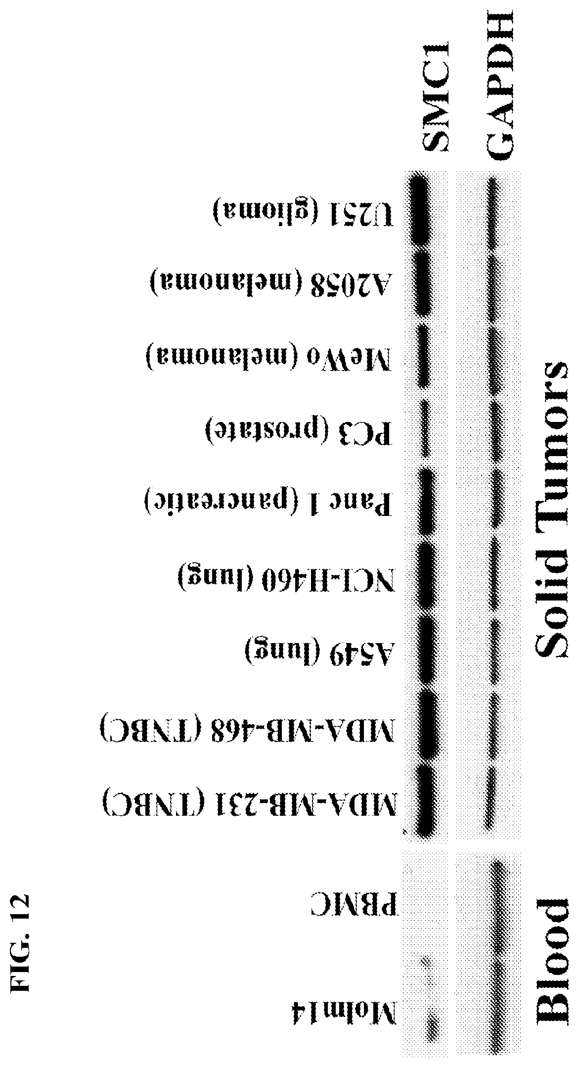 Patent US12617845 Figure 19 – SMC1A antibodies and uses thereof
