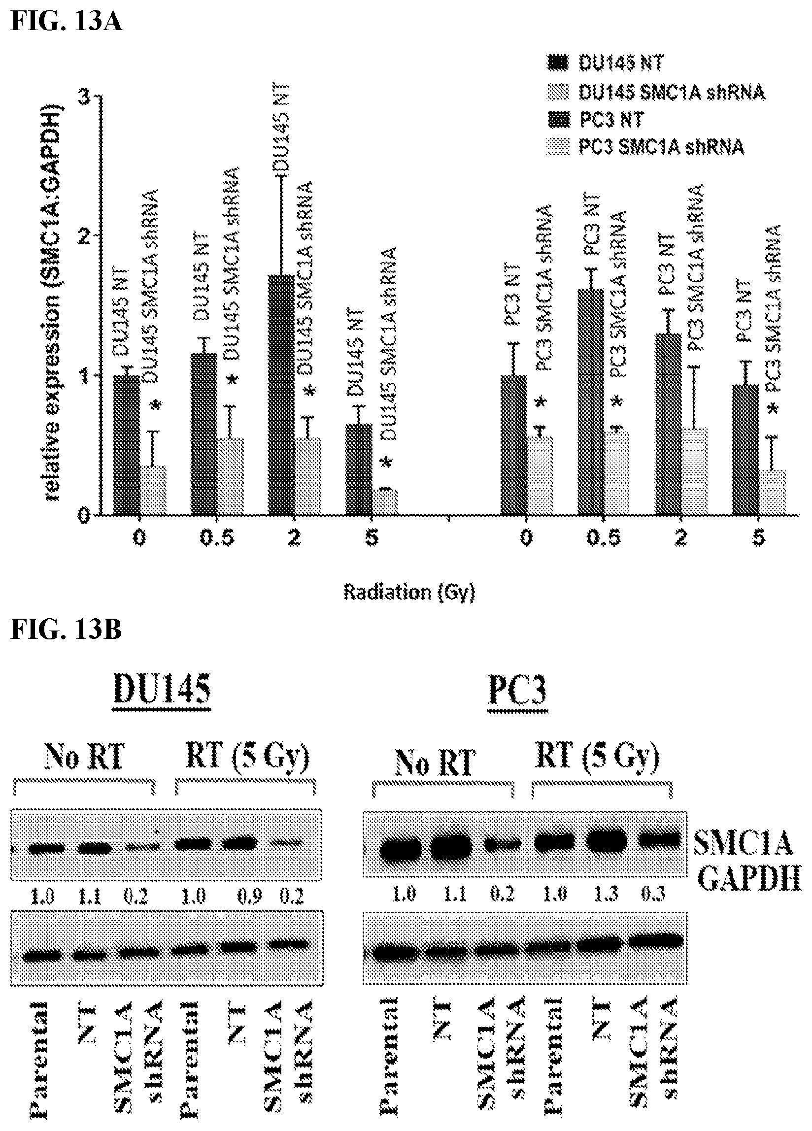Patent US12617845 Figure 20 – SMC1A antibodies and uses thereof