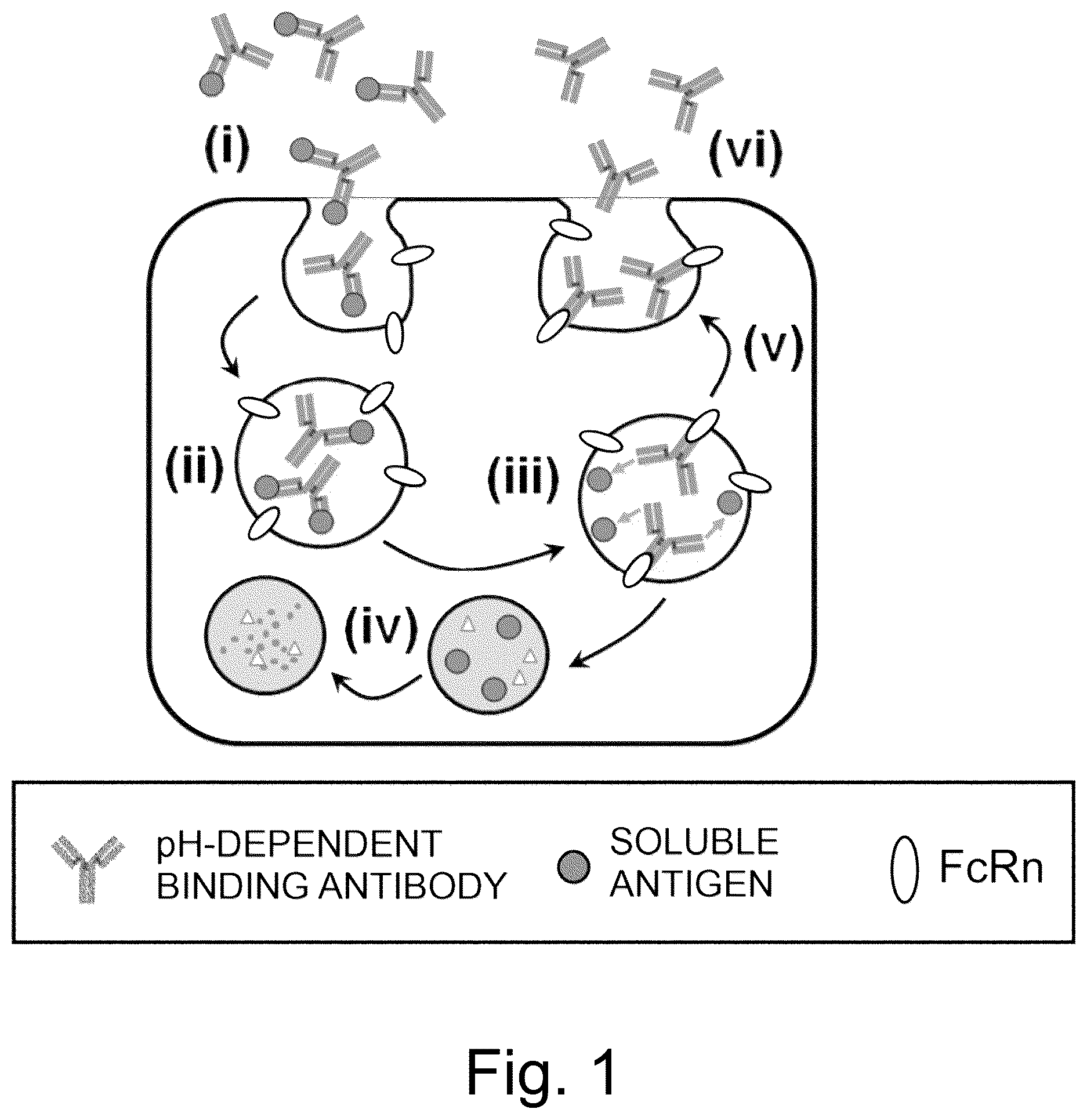 Patent US12617847 Figure 1 – Antigen-binding molecule capable of binding to plurality of antigen molecules repeatedly