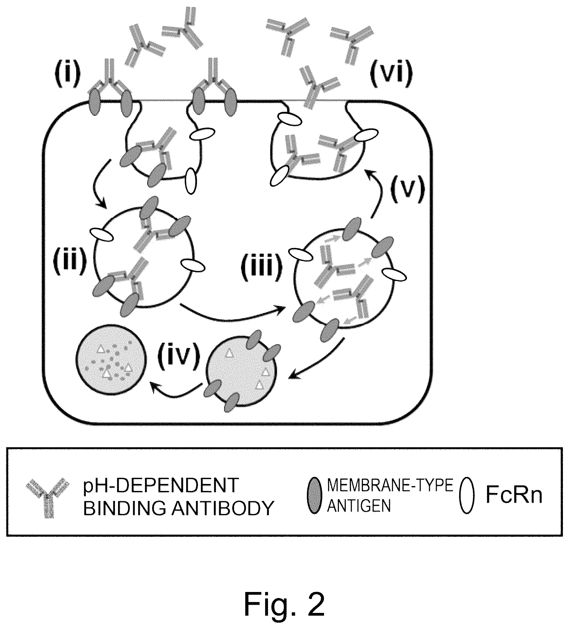 Patent US12617847 Figure 2 – Antigen-binding molecule capable of binding to plurality of antigen molecules repeatedly