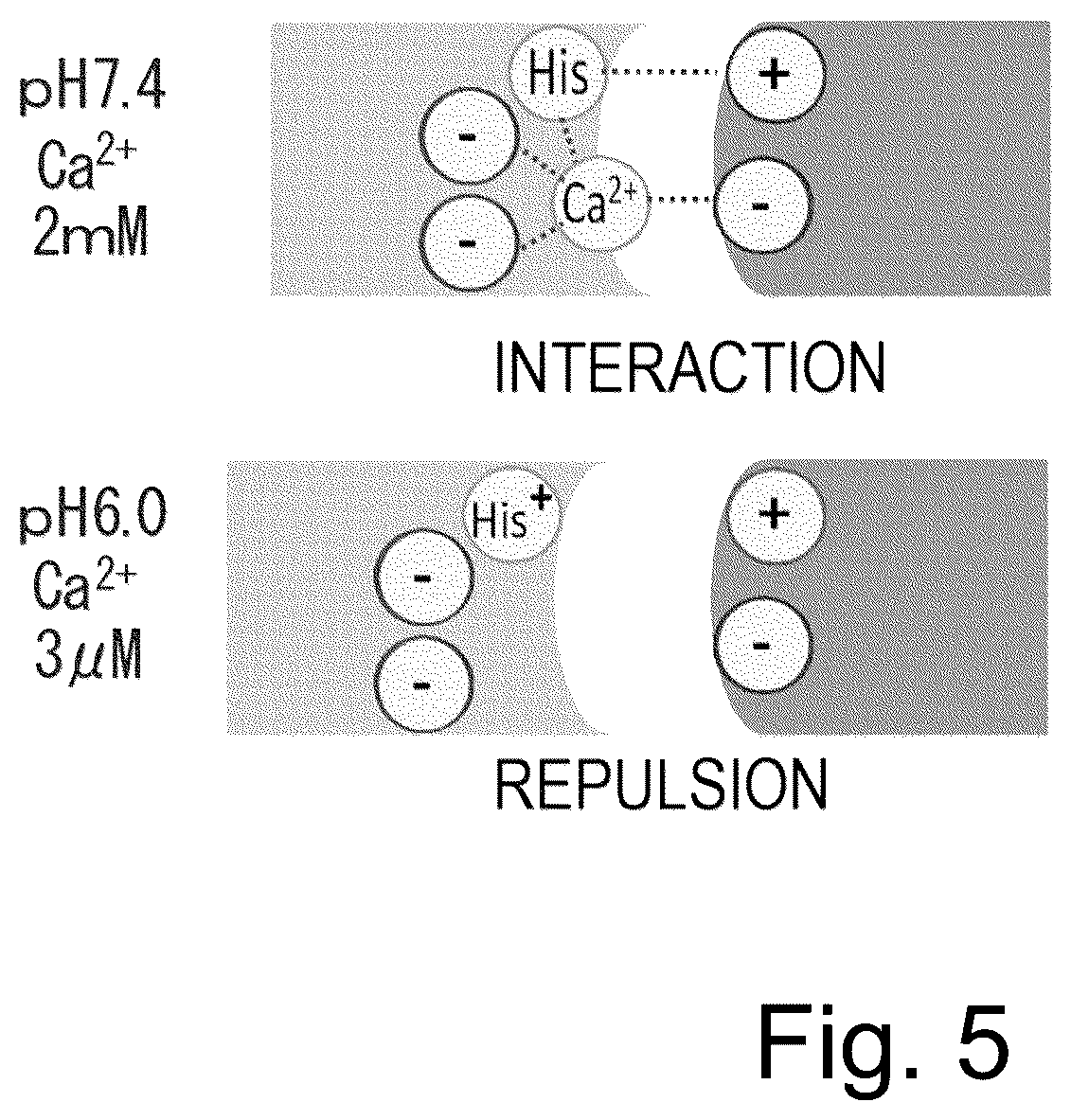 Patent US12617847 Figure 5 – Antigen-binding molecule capable of binding to plurality of antigen molecules repeatedly