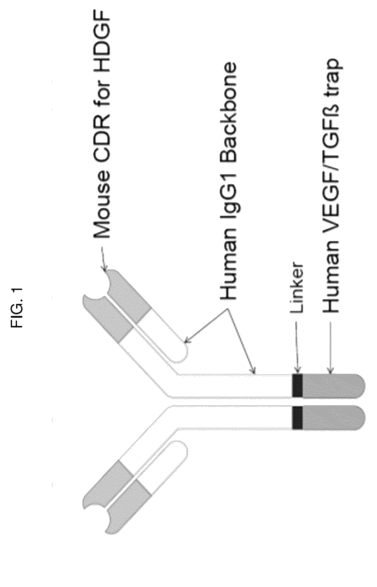 Patent US12617848 Figure 1 – Methods of treating ocular pathologies using bifunctional molecules that target growth factors