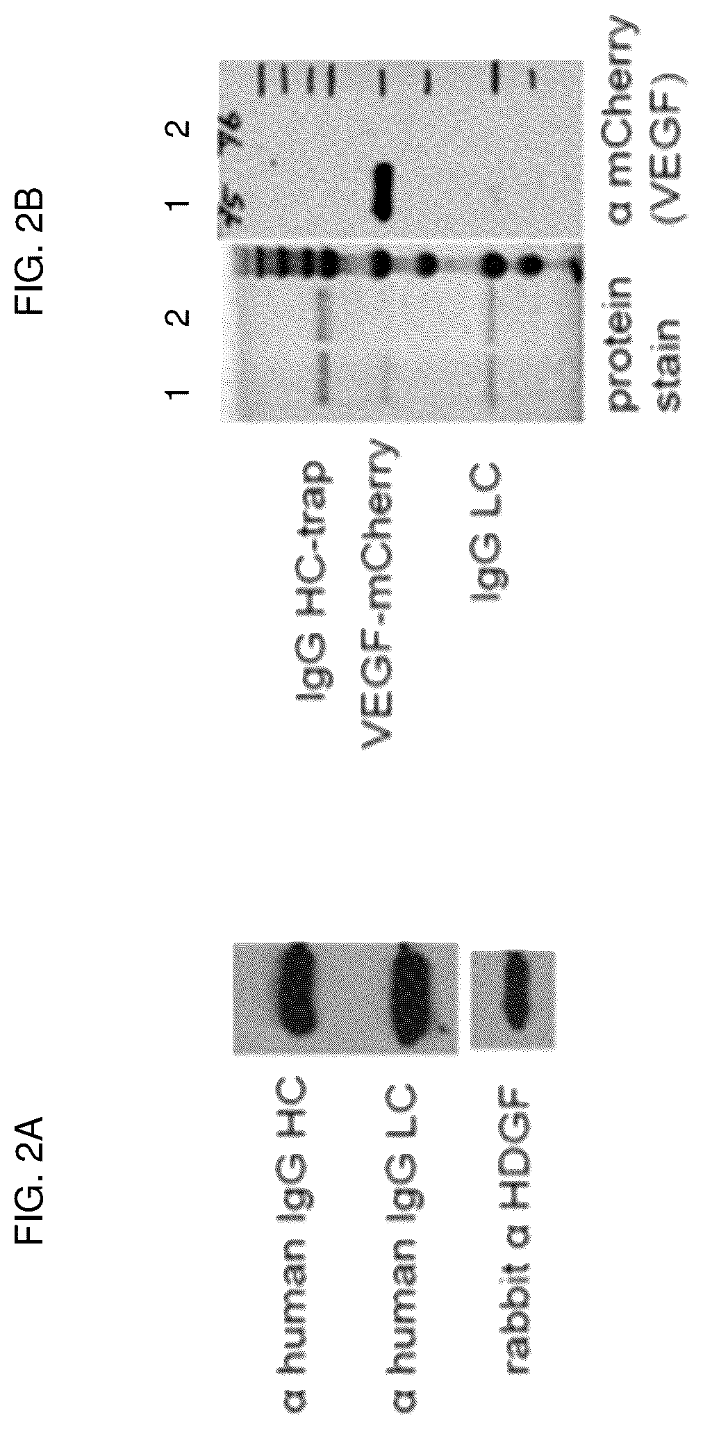 Patent US12617848 Figure 2 – Methods of treating ocular pathologies using bifunctional molecules that target growth factors