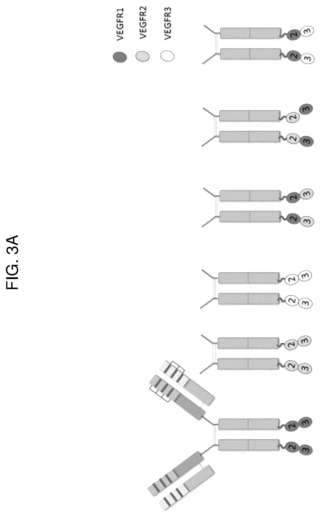 Patent US12617848 Figure 3 – Methods of treating ocular pathologies using bifunctional molecules that target growth factors
