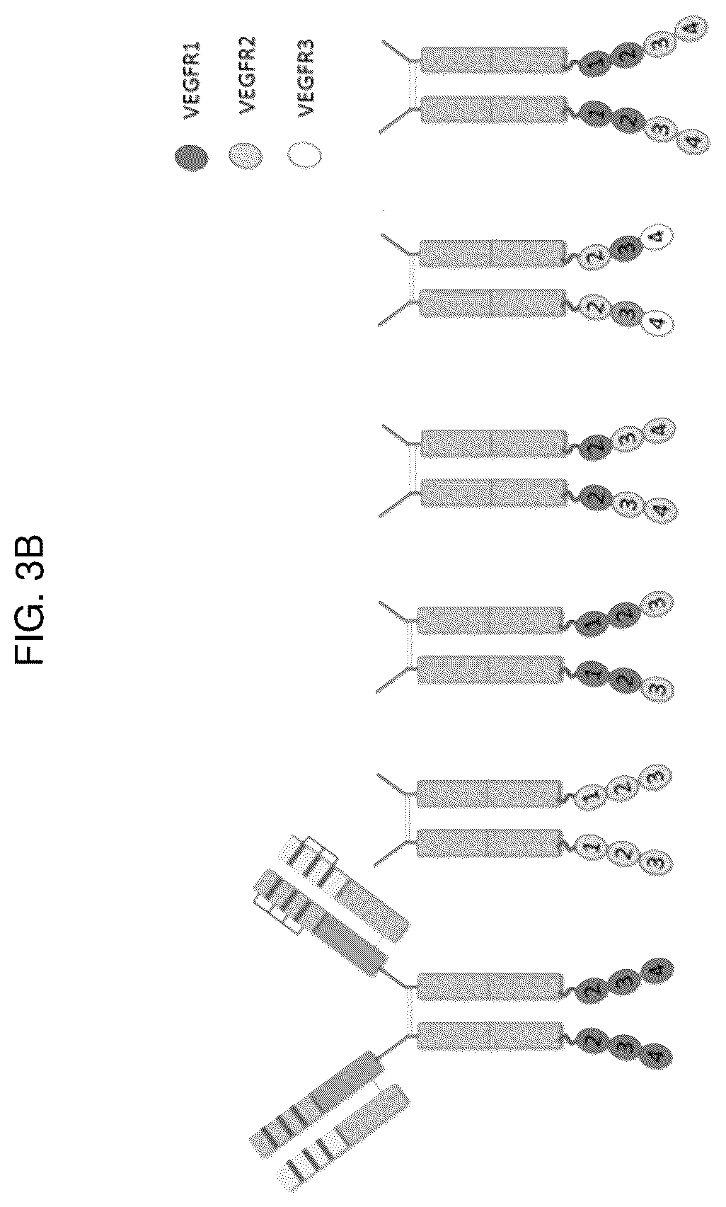 Patent US12617848 Figure 4 – Methods of treating ocular pathologies using bifunctional molecules that target growth factors