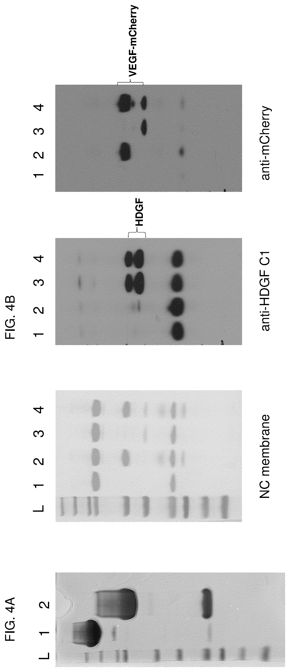 Patent US12617848 Figure 5 – Methods of treating ocular pathologies using bifunctional molecules that target growth factors