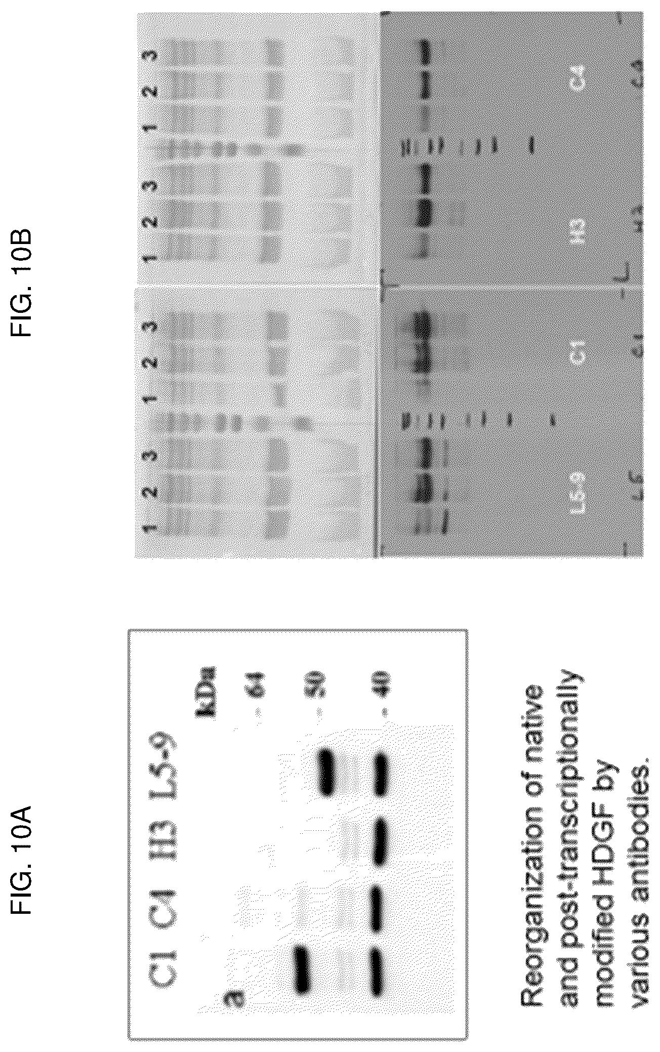 Patent US12617848 Figure 10 – Methods of treating ocular pathologies using bifunctional molecules that target growth factors