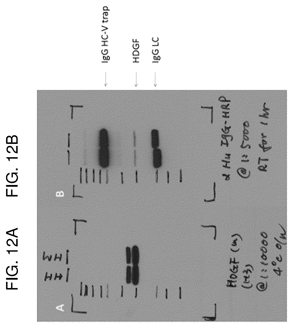 Patent US12617848 Figure 12 – Methods of treating ocular pathologies using bifunctional molecules that target growth factors