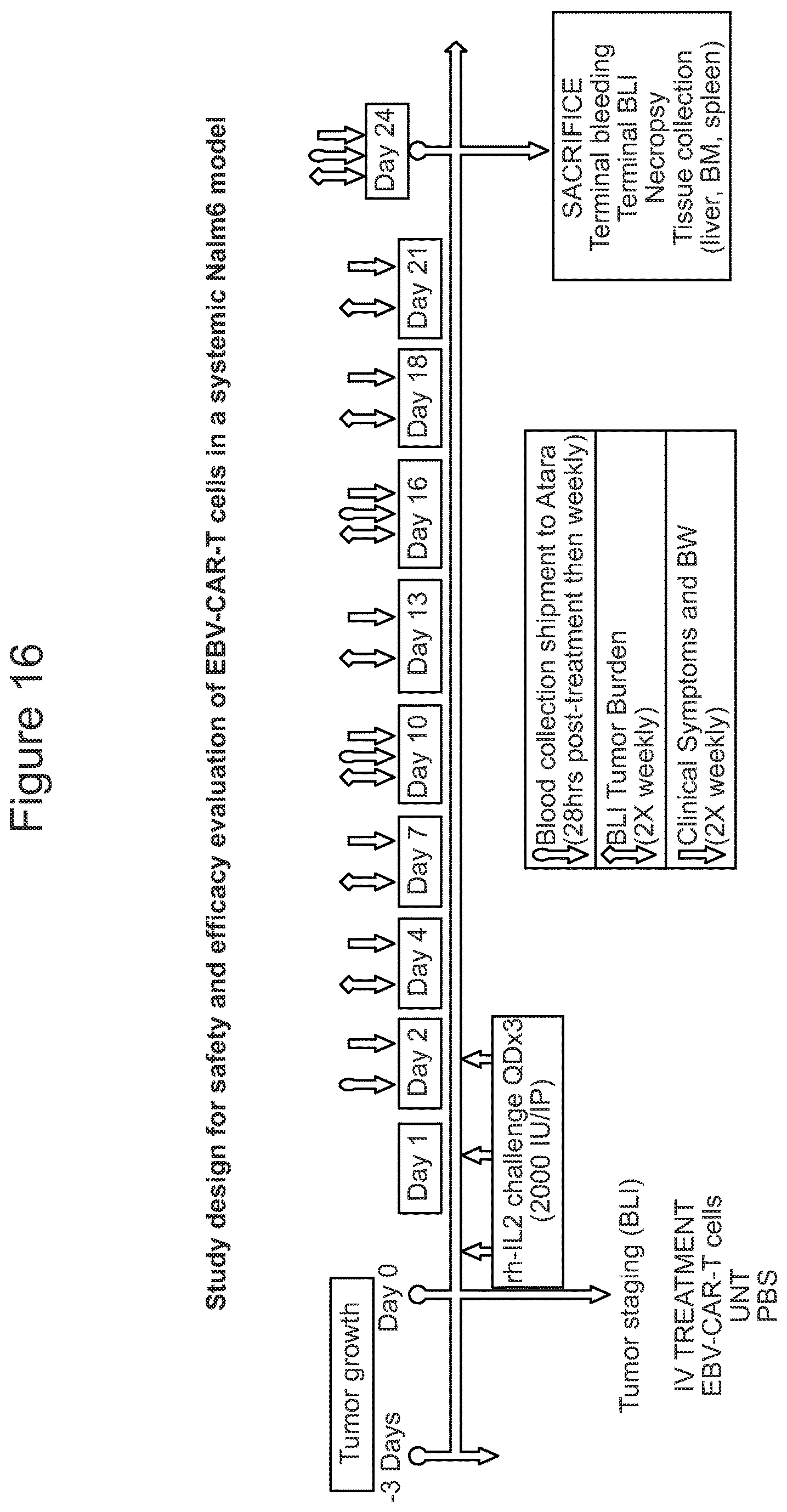 Patent US12617849 Figure 16 – Antigen specific CD19-targeted CAR-T cells