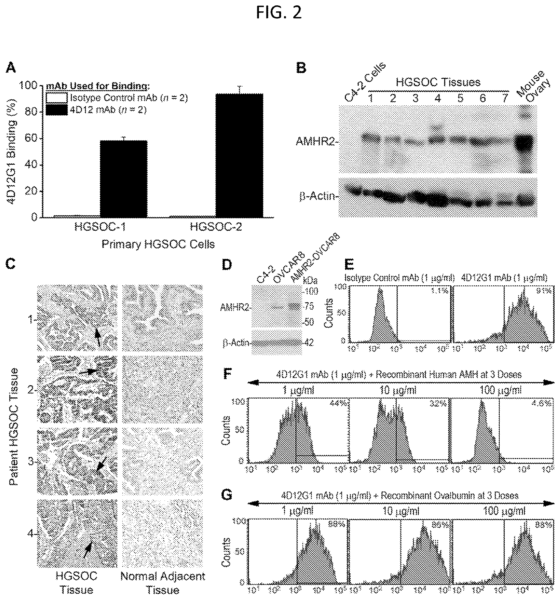 Patent US12617858 Figure 2 – Anti-Müllerian hormone receptor 2 antibodies and methods of use