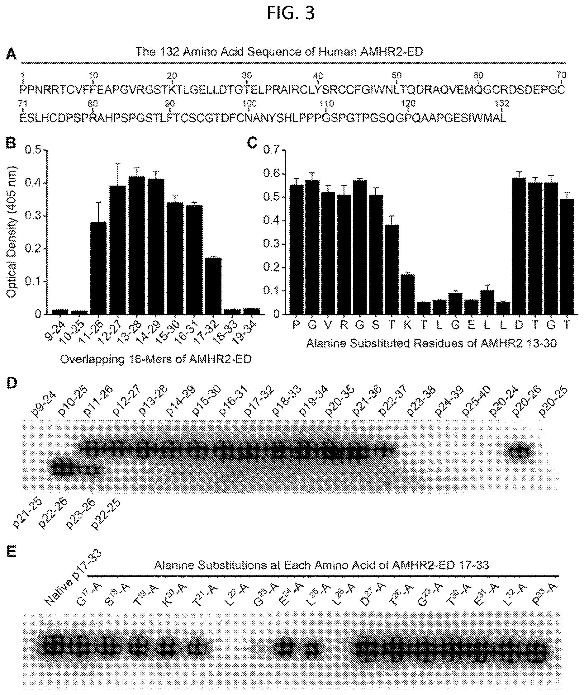 Patent US12617858 Figure 3 – Anti-Müllerian hormone receptor 2 antibodies and methods of use