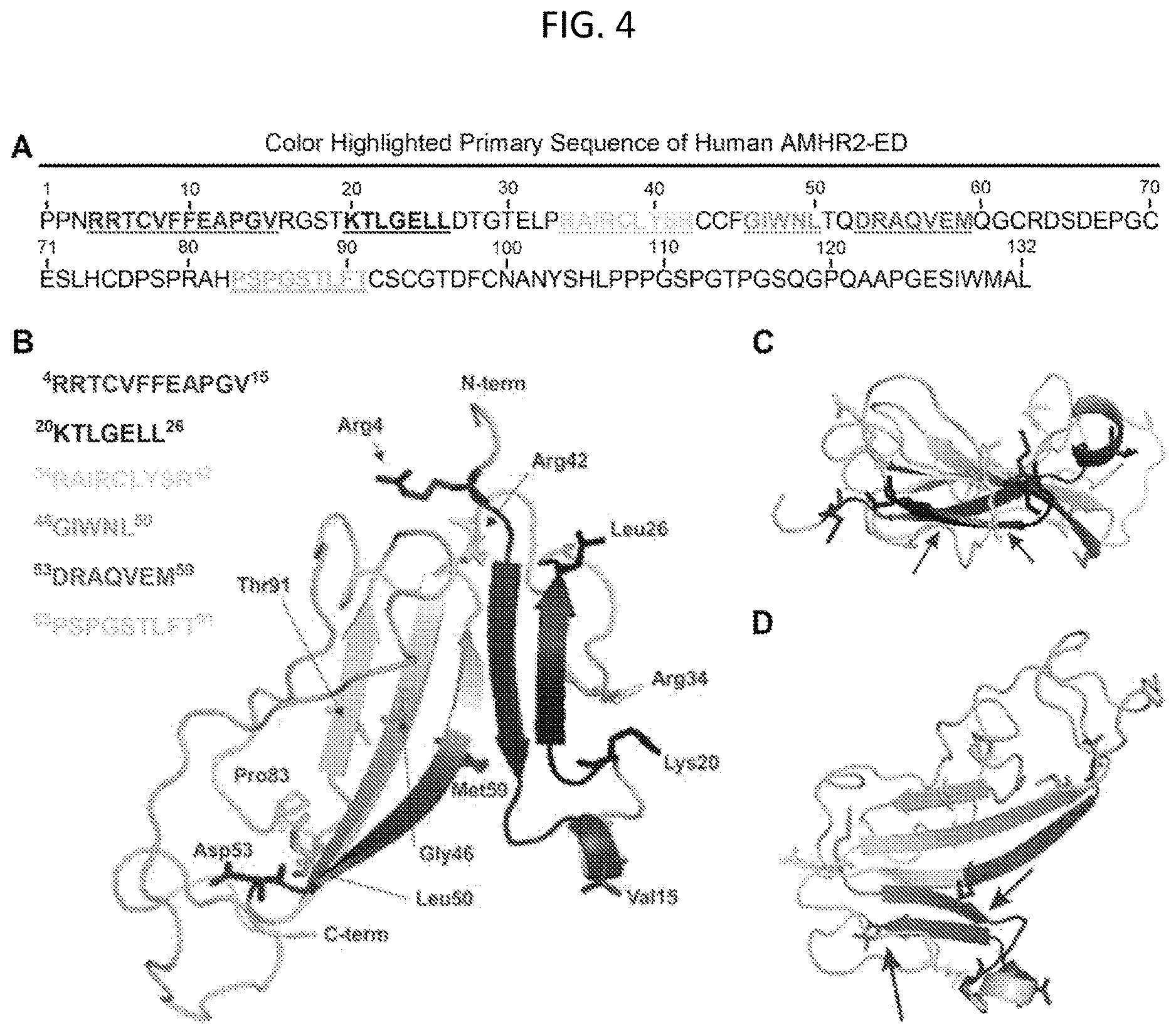Patent US12617858 Figure 4 – Anti-Müllerian hormone receptor 2 antibodies and methods of use