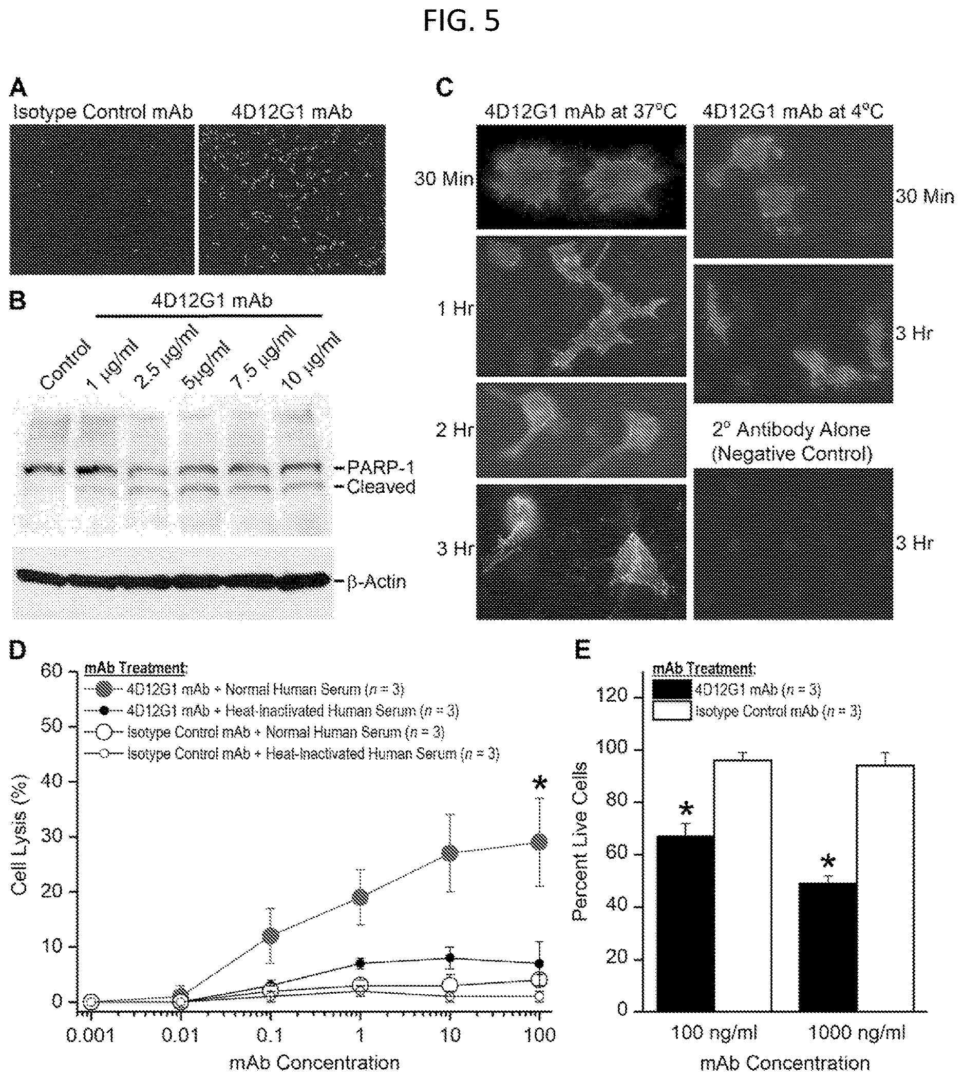 Patent US12617858 Figure 5 – Anti-Müllerian hormone receptor 2 antibodies and methods of use