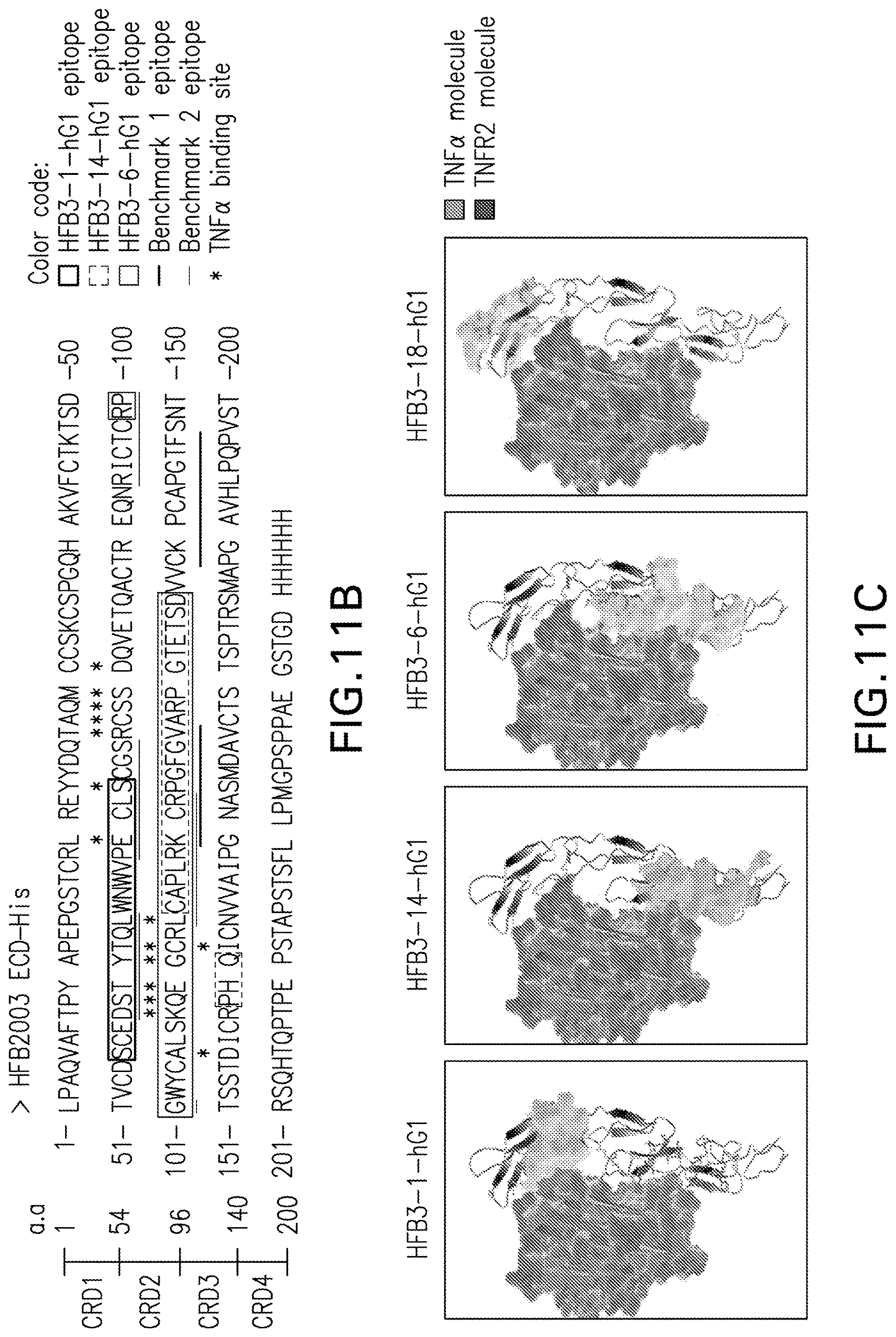 Patent US12617860 Figure 16 – Anti-TNFR2 antibody and uses thereof