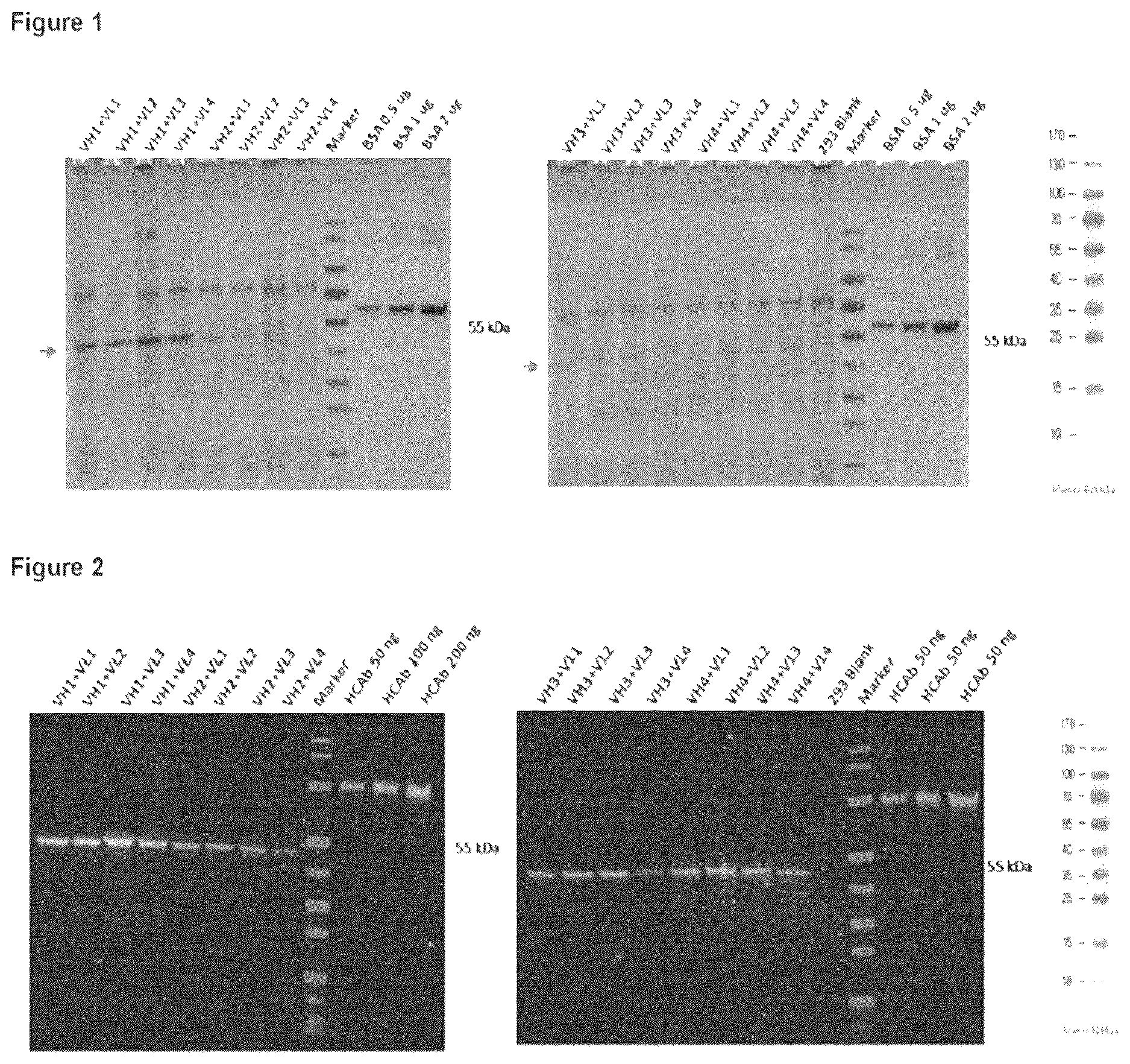 Patent US12617863 Figure 1 – Humanized anti-glycoprotein Ib alpha (GPIbalpha) antibodies