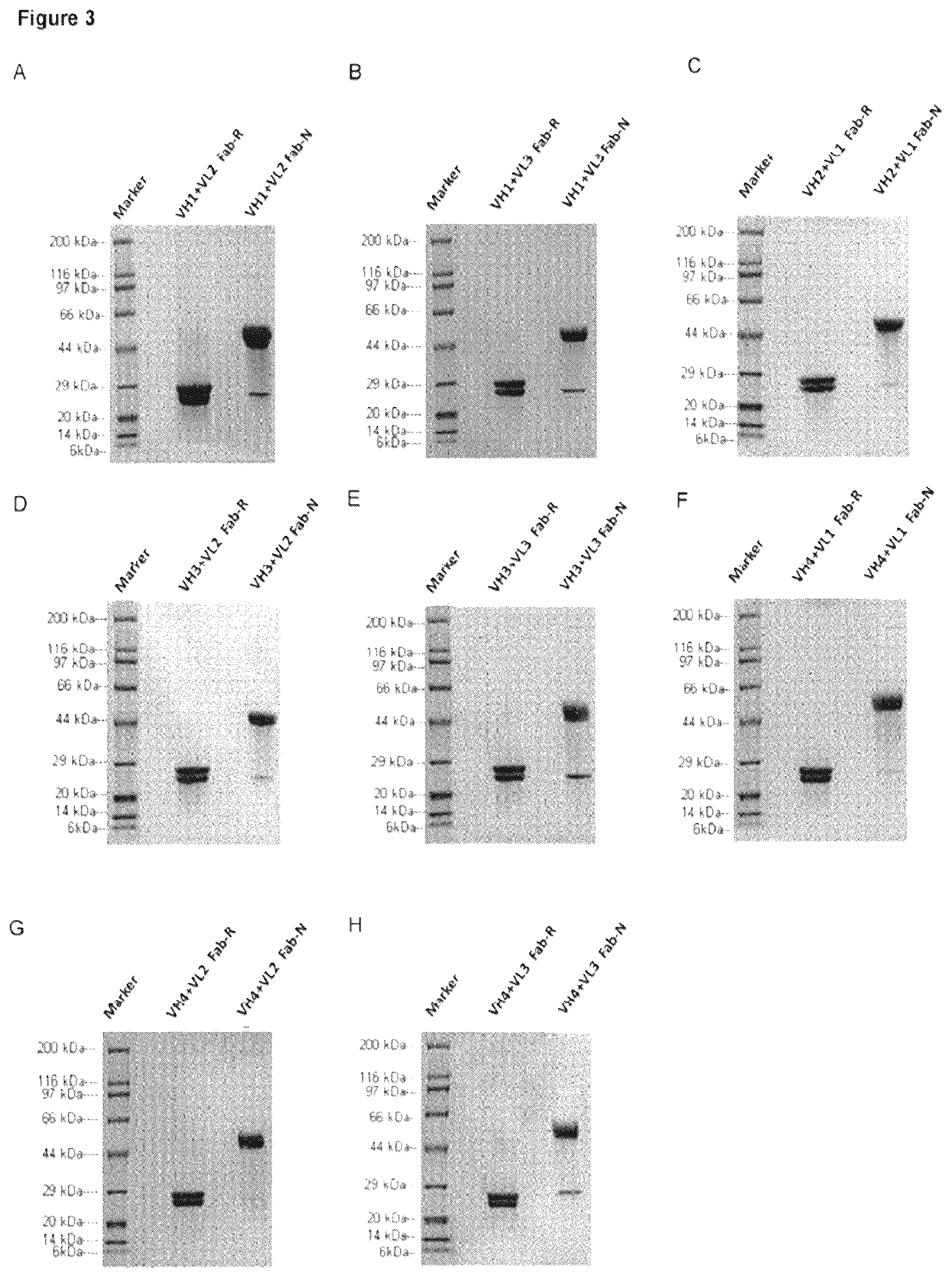 Patent US12617863 Figure 2 – Humanized anti-glycoprotein Ib alpha (GPIbalpha) antibodies