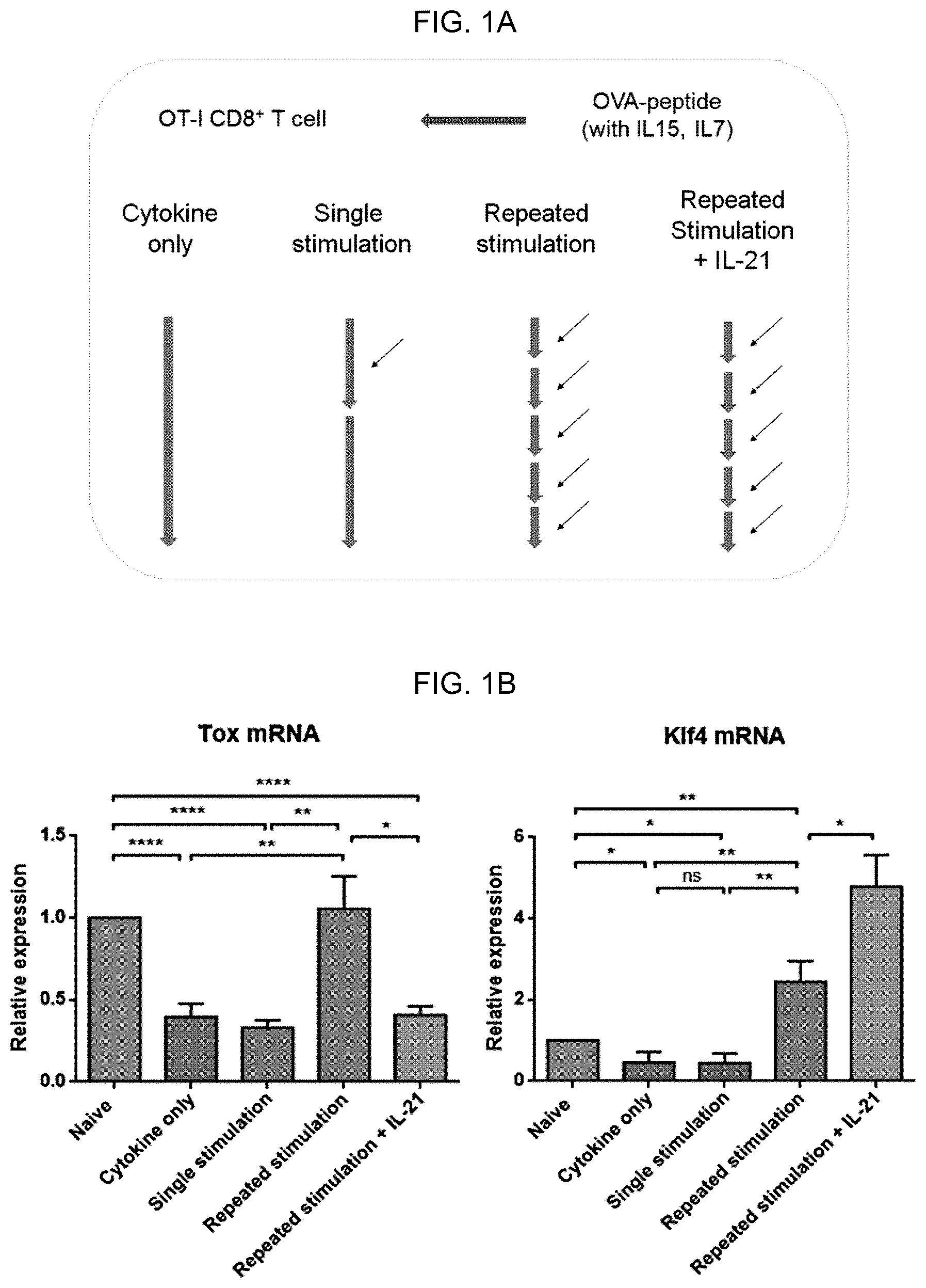 Patent US12617864 Figure 1 – Methods of activating and proliferating exhausted CD8 T cells, CD8 T cells with enhanced activity prepared by the same, and uses thereof
