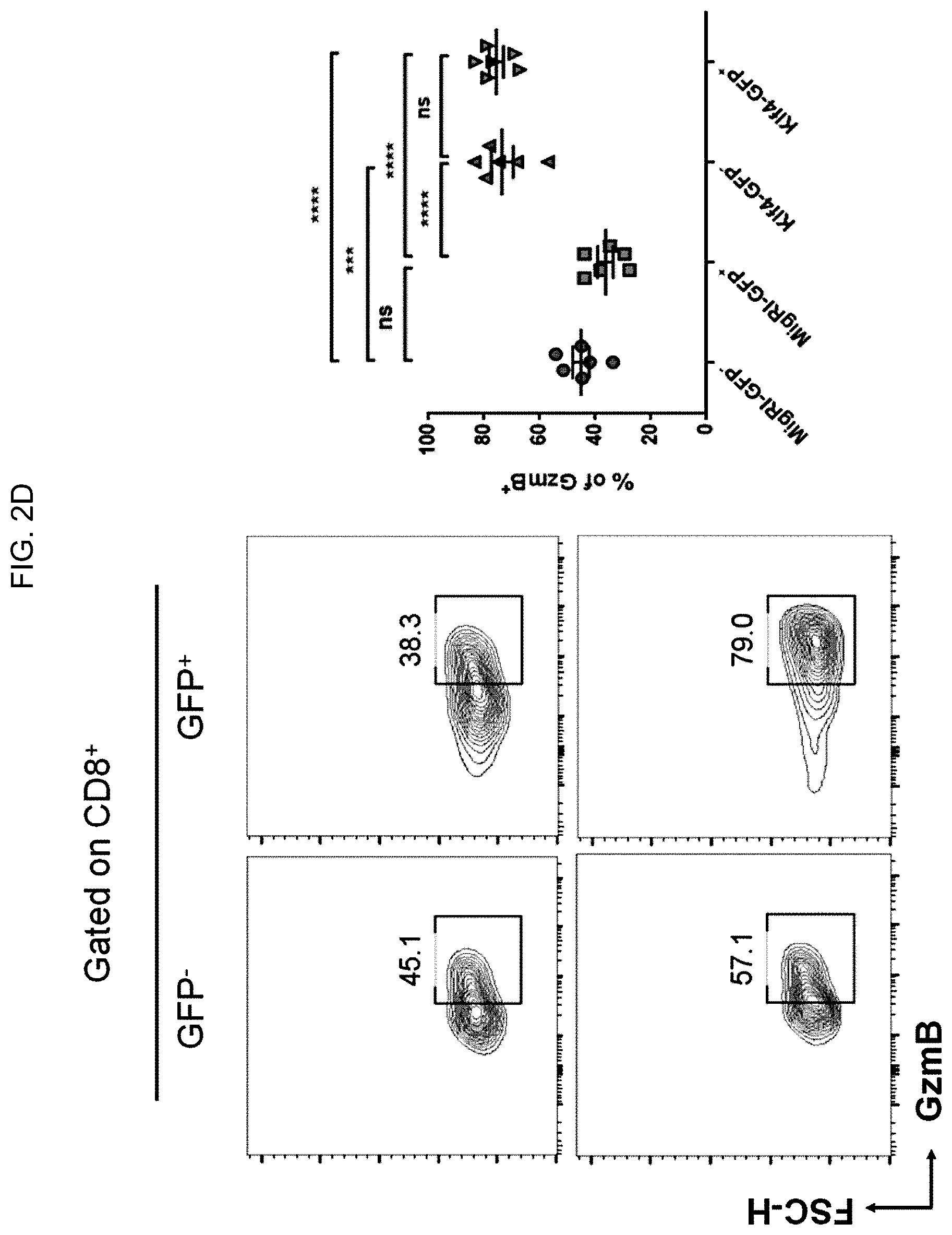 Patent US12617864 Figure 6 – Methods of activating and proliferating exhausted CD8 T cells, CD8 T cells with enhanced activity prepared by the same, and uses thereof