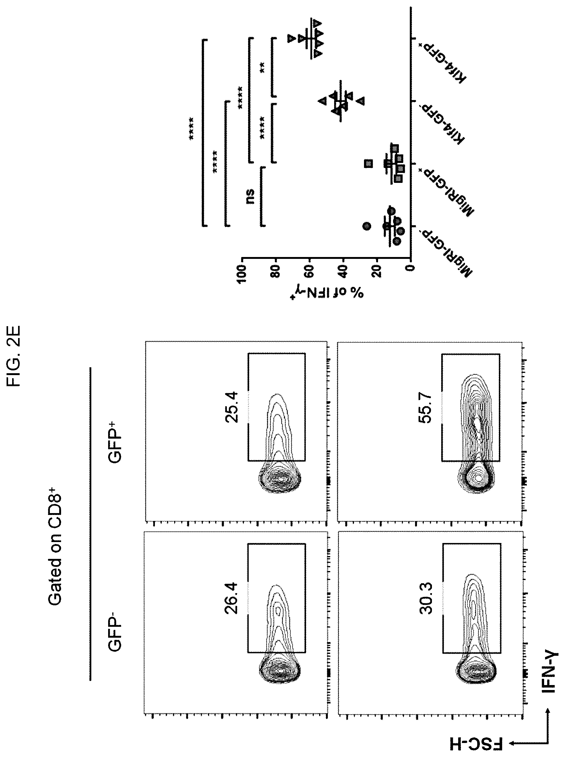 Patent US12617864 Figure 7 – Methods of activating and proliferating exhausted CD8 T cells, CD8 T cells with enhanced activity prepared by the same, and uses thereof