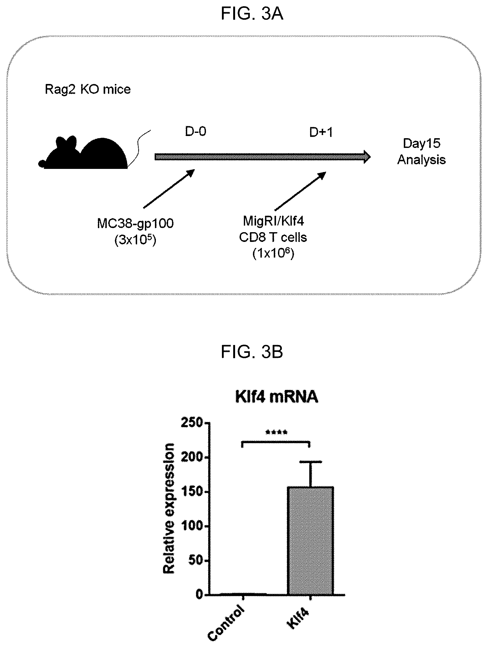 Patent US12617864 Figure 8 – Methods of activating and proliferating exhausted CD8 T cells, CD8 T cells with enhanced activity prepared by the same, and uses thereof