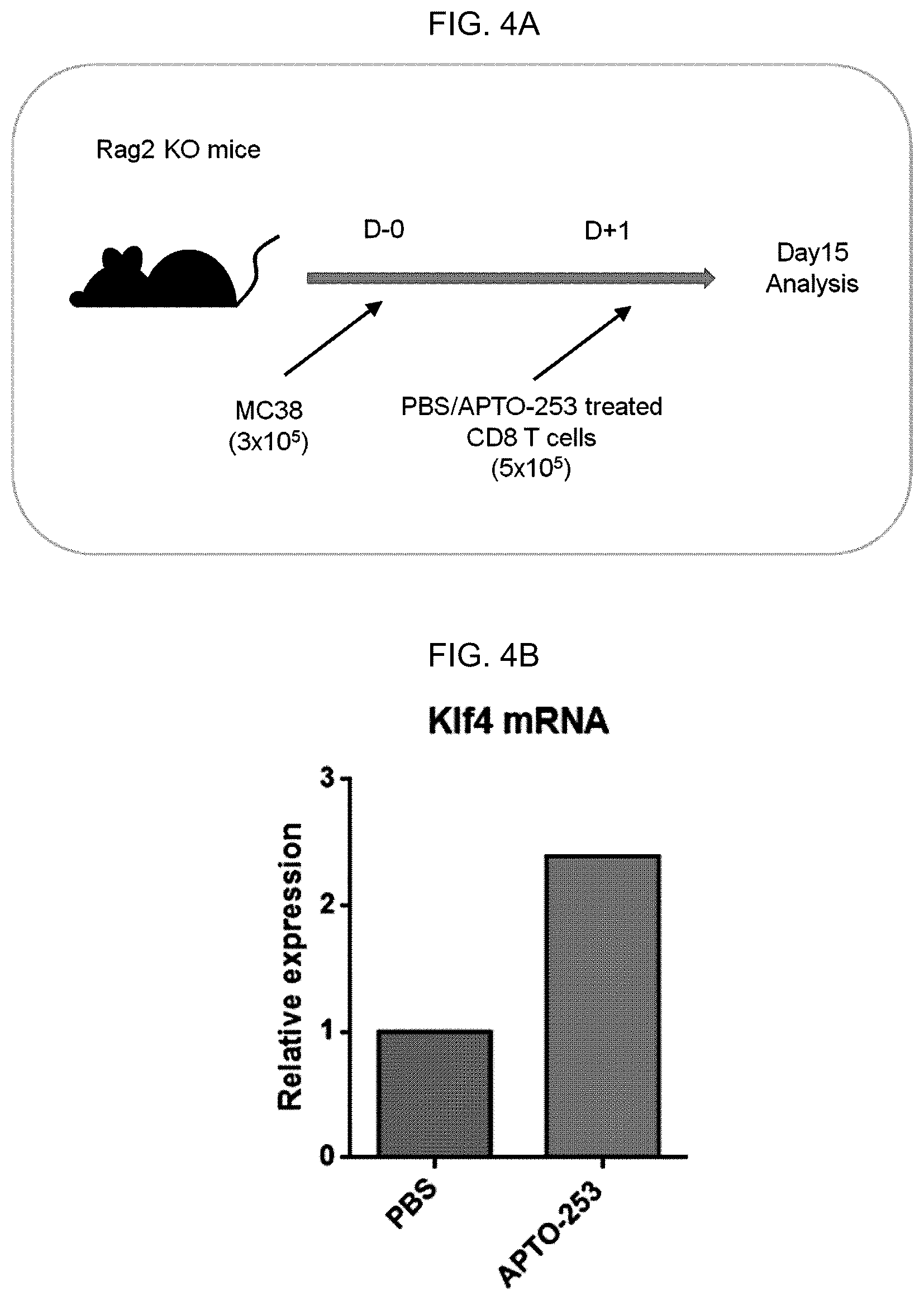 Patent US12617864 Figure 13 – Methods of activating and proliferating exhausted CD8 T cells, CD8 T cells with enhanced activity prepared by the same, and uses thereof