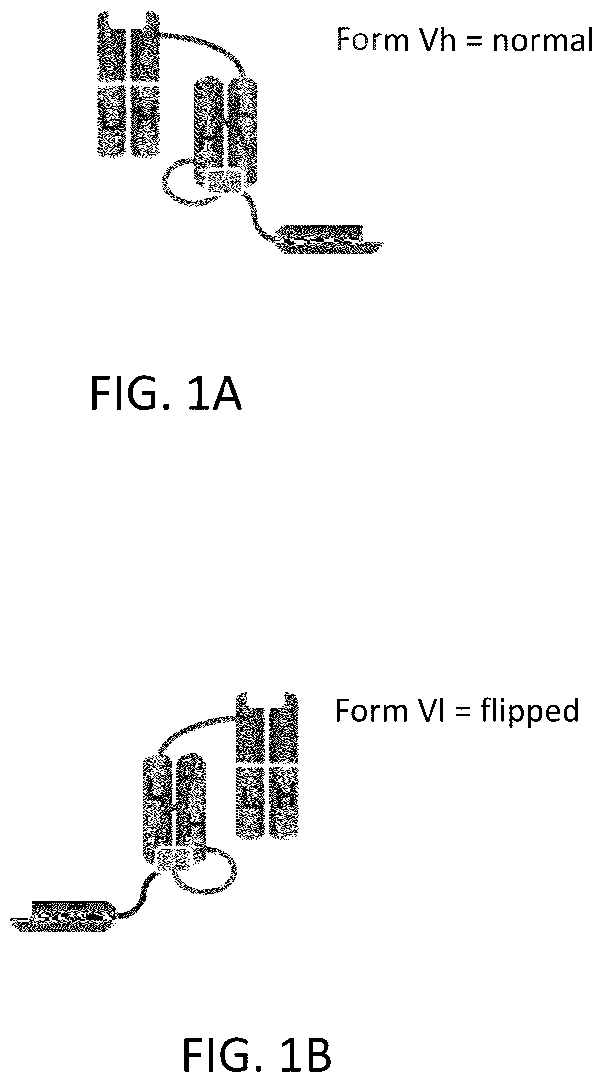 Patent US12617865 Figure 1 – Activated antibodies targeting PSMA and effector cell antigens