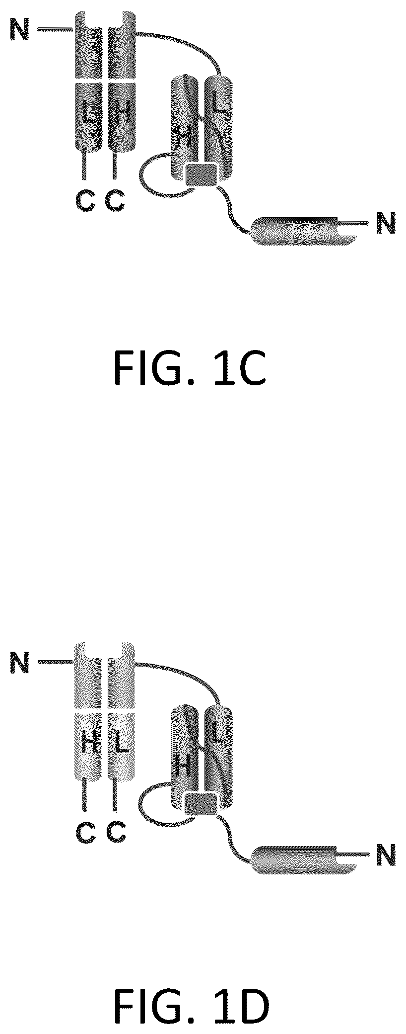 Patent US12617865 Figure 2 – Activated antibodies targeting PSMA and effector cell antigens
