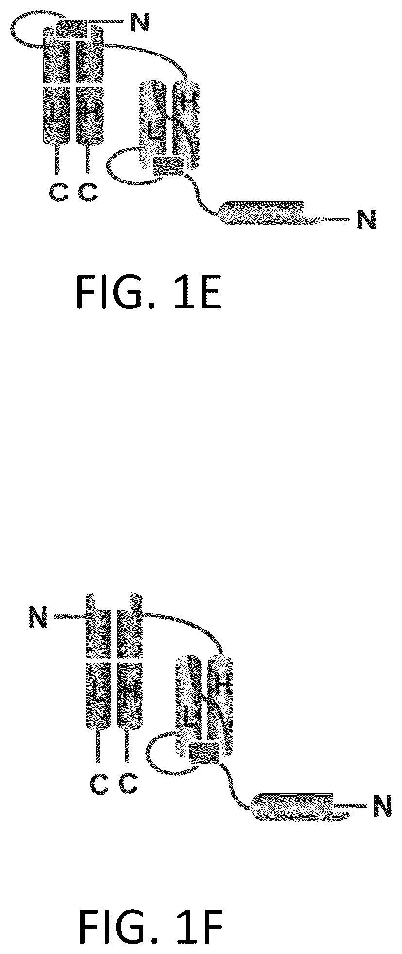 Patent US12617865 Figure 3 – Activated antibodies targeting PSMA and effector cell antigens