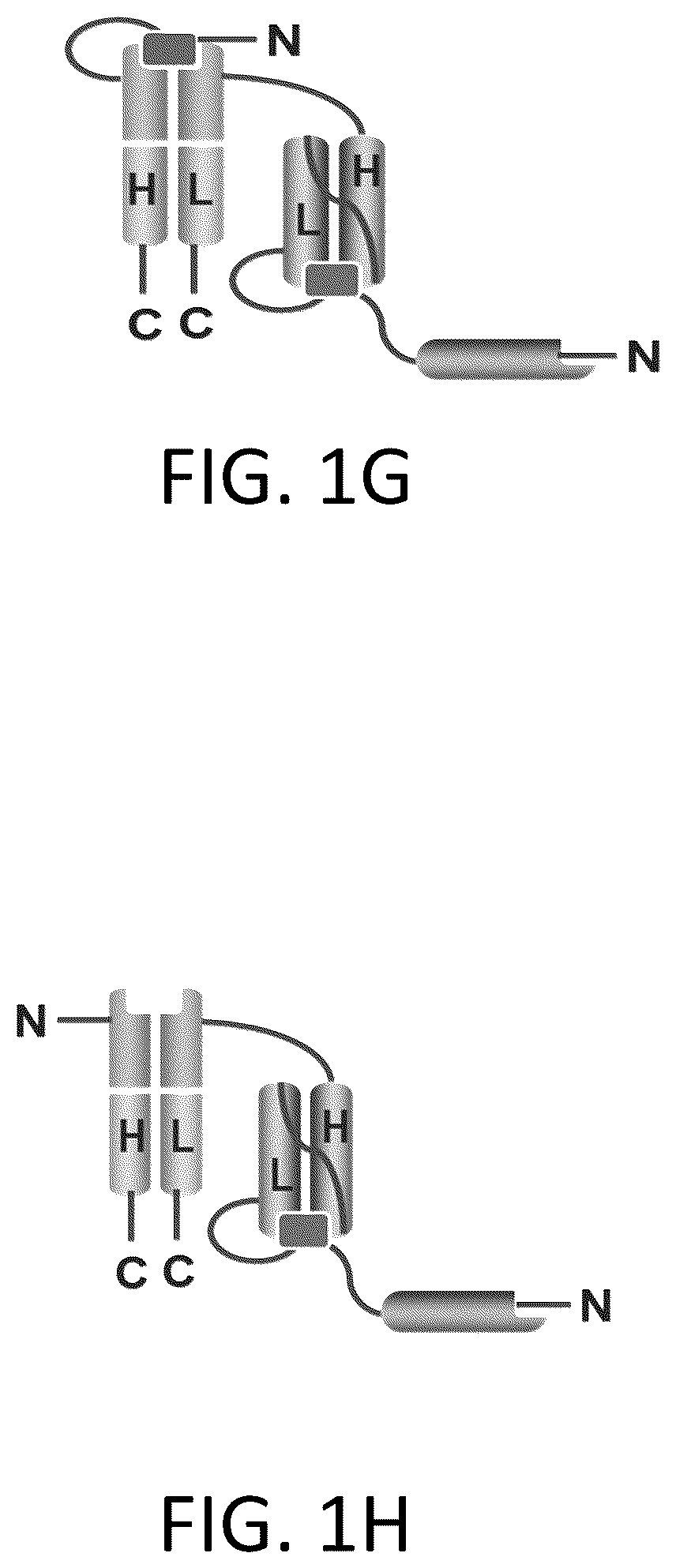Patent US12617865 Figure 4 – Activated antibodies targeting PSMA and effector cell antigens