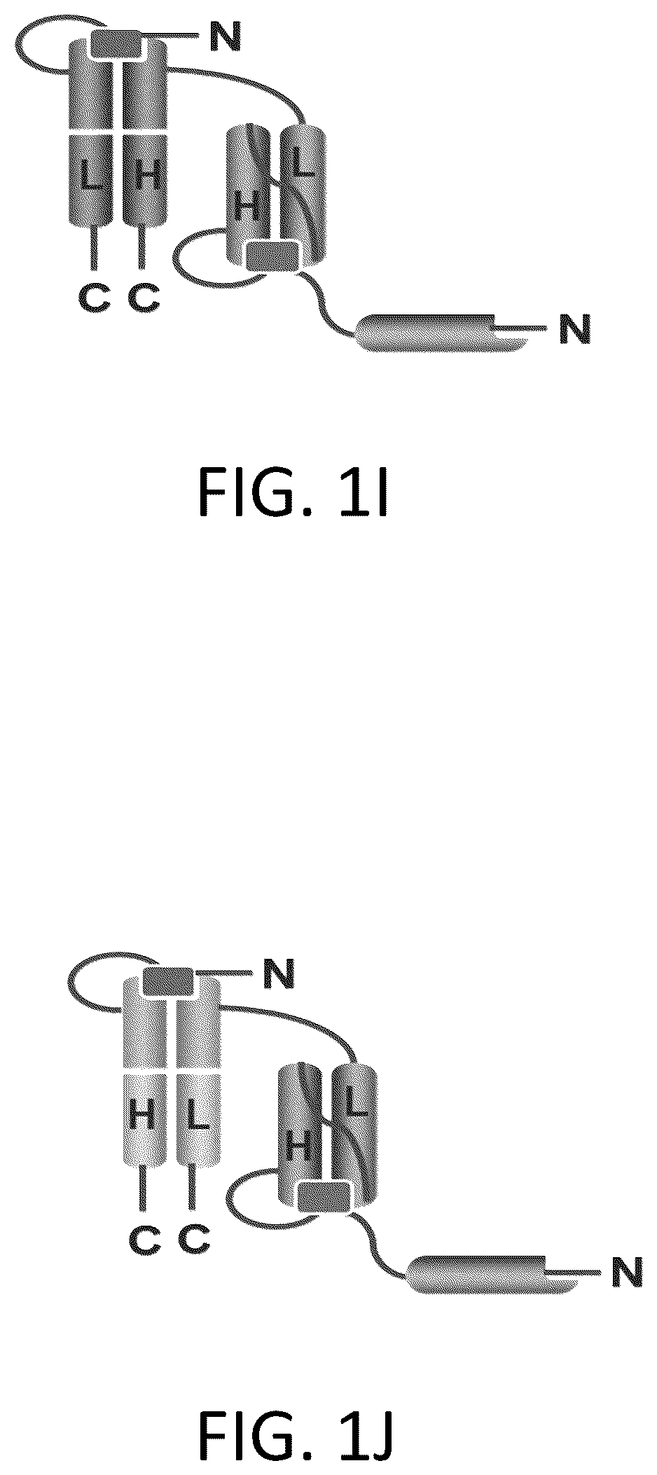 Patent US12617865 Figure 5 – Activated antibodies targeting PSMA and effector cell antigens