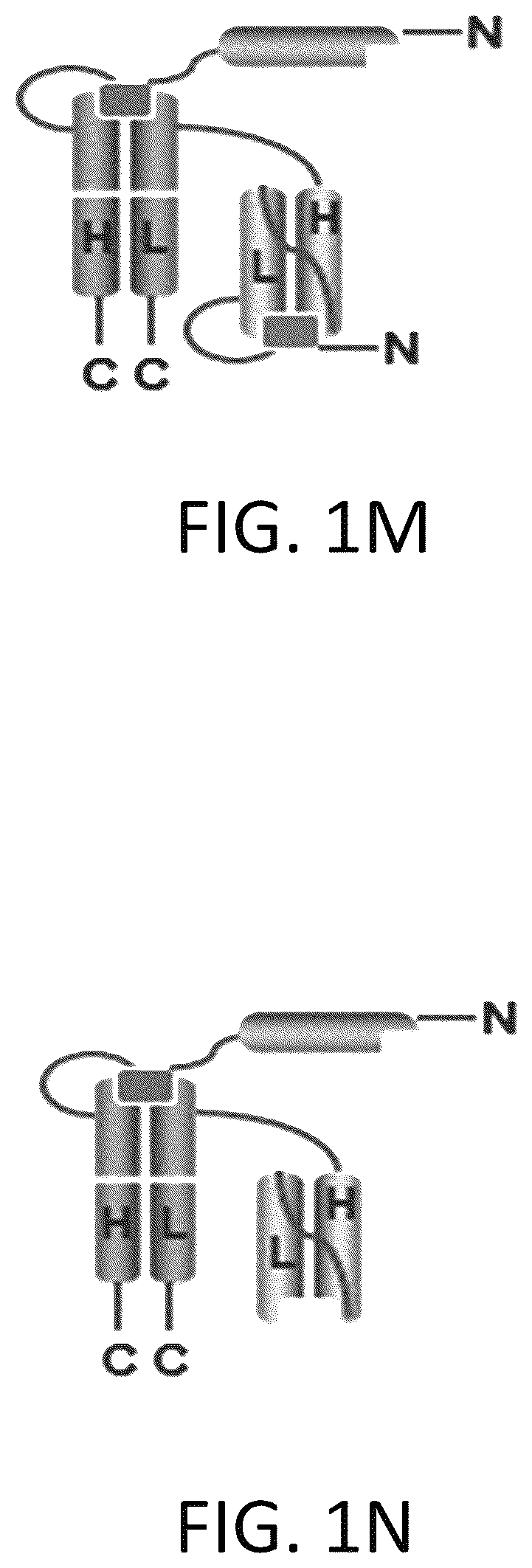 Patent US12617865 Figure 7 – Activated antibodies targeting PSMA and effector cell antigens