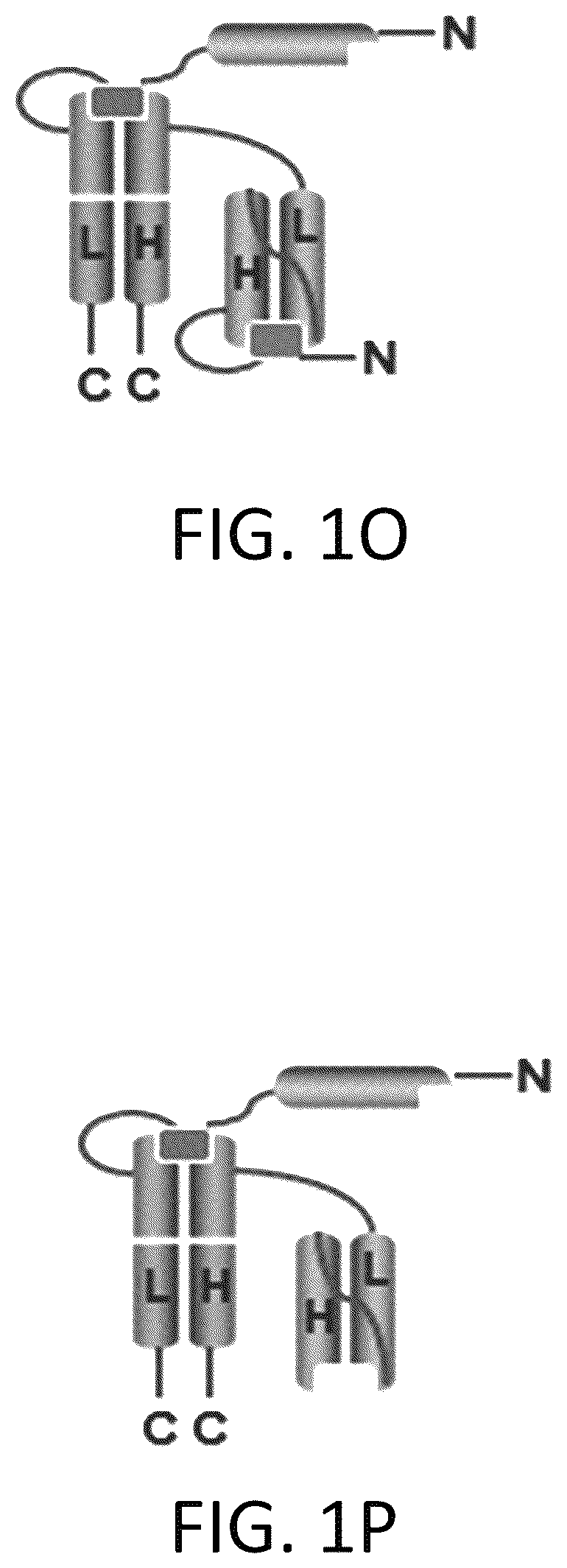 Patent US12617865 Figure 8 – Activated antibodies targeting PSMA and effector cell antigens