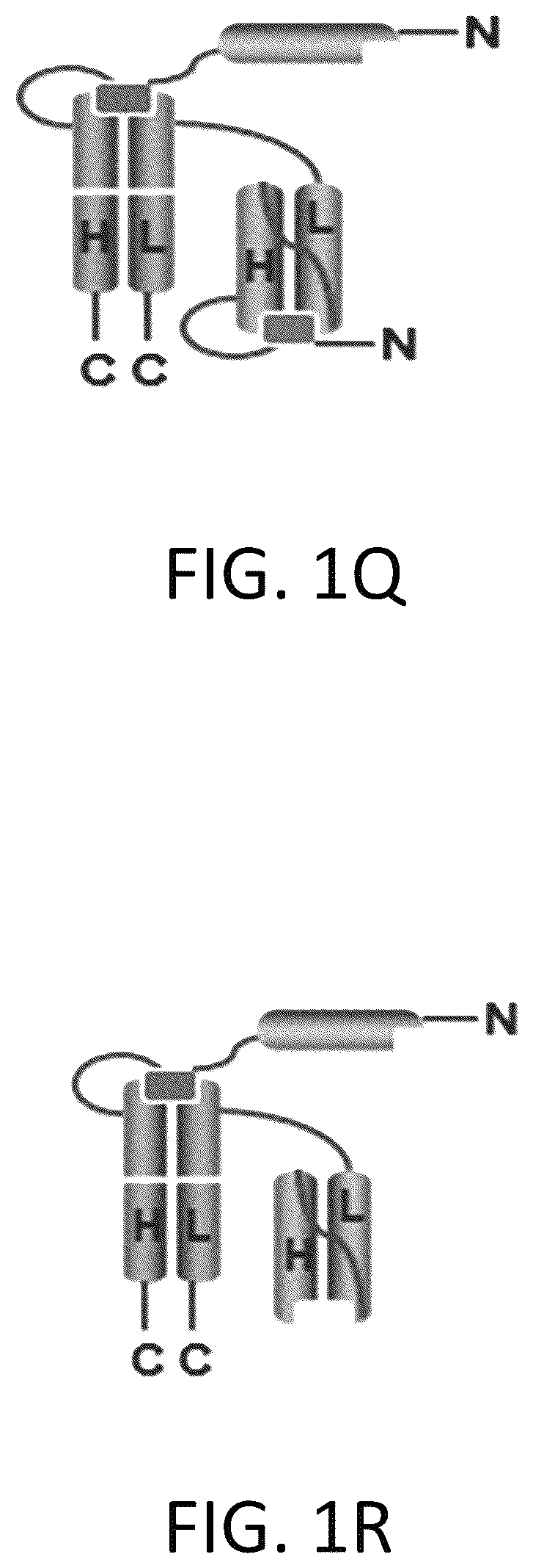 Patent US12617865 Figure 9 – Activated antibodies targeting PSMA and effector cell antigens