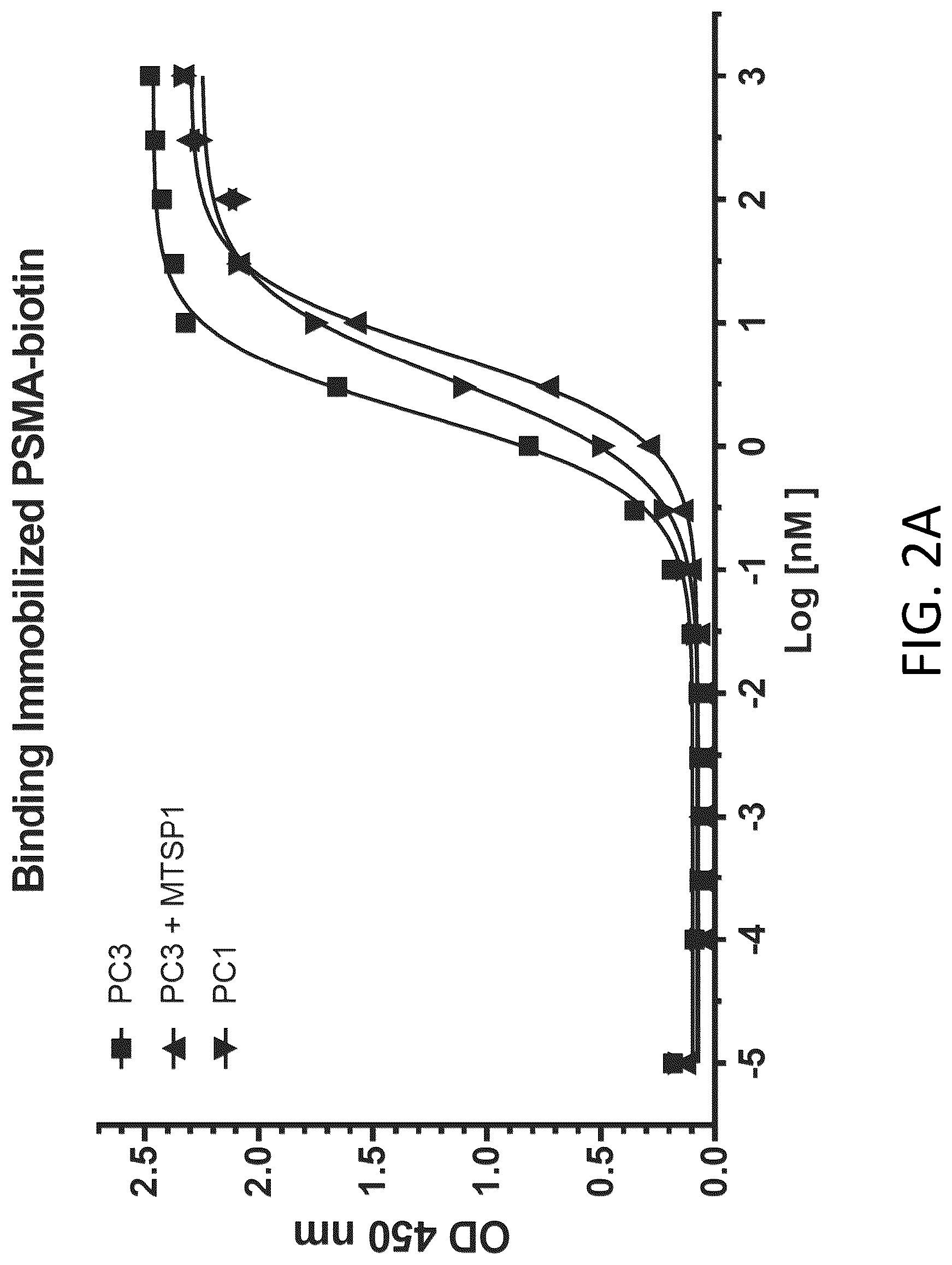 Patent US12617865 Figure 10 – Activated antibodies targeting PSMA and effector cell antigens