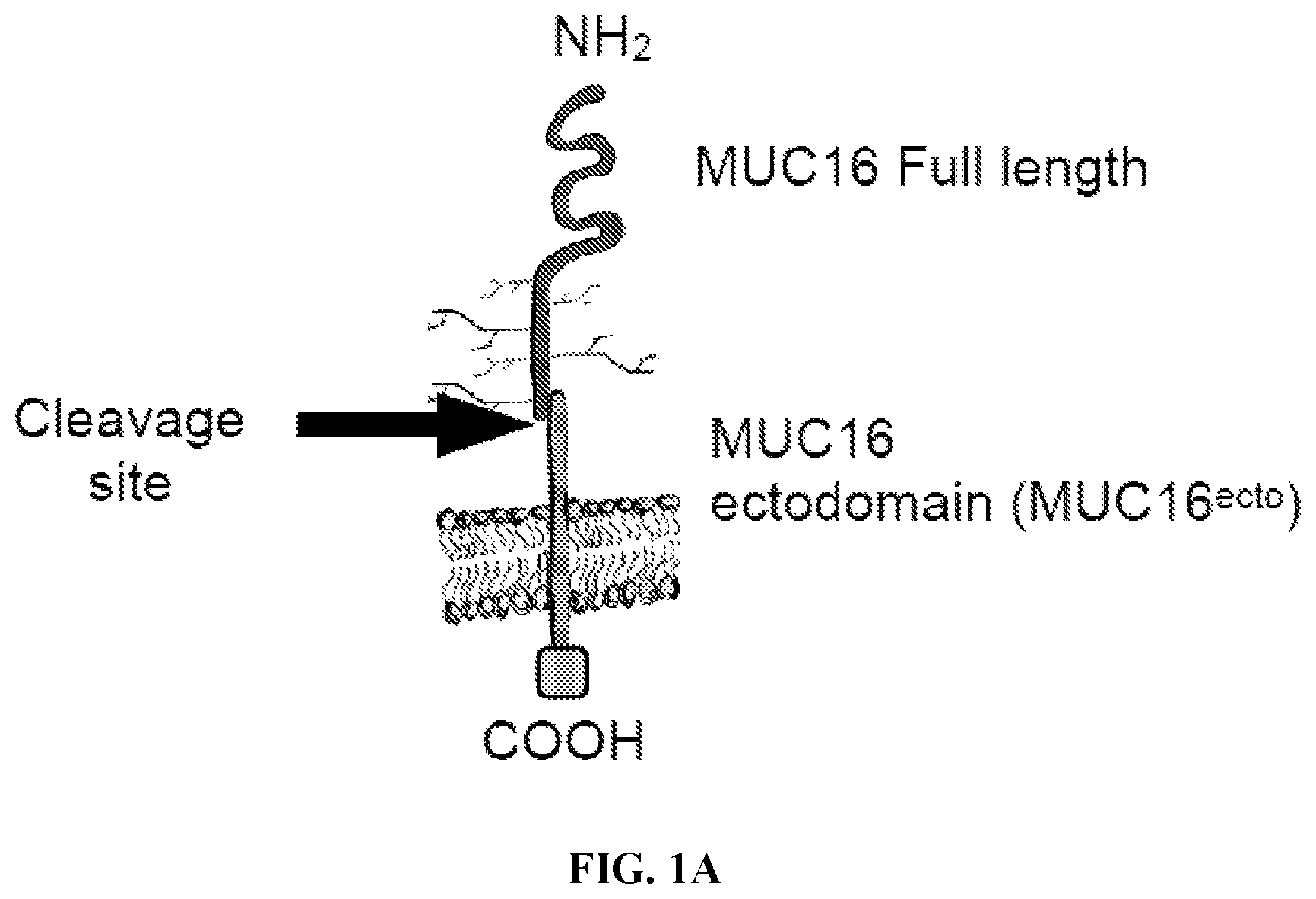 Patent US12617866 Figure 1 – Humanized antibodies to mucin-16 and methods of use thereof