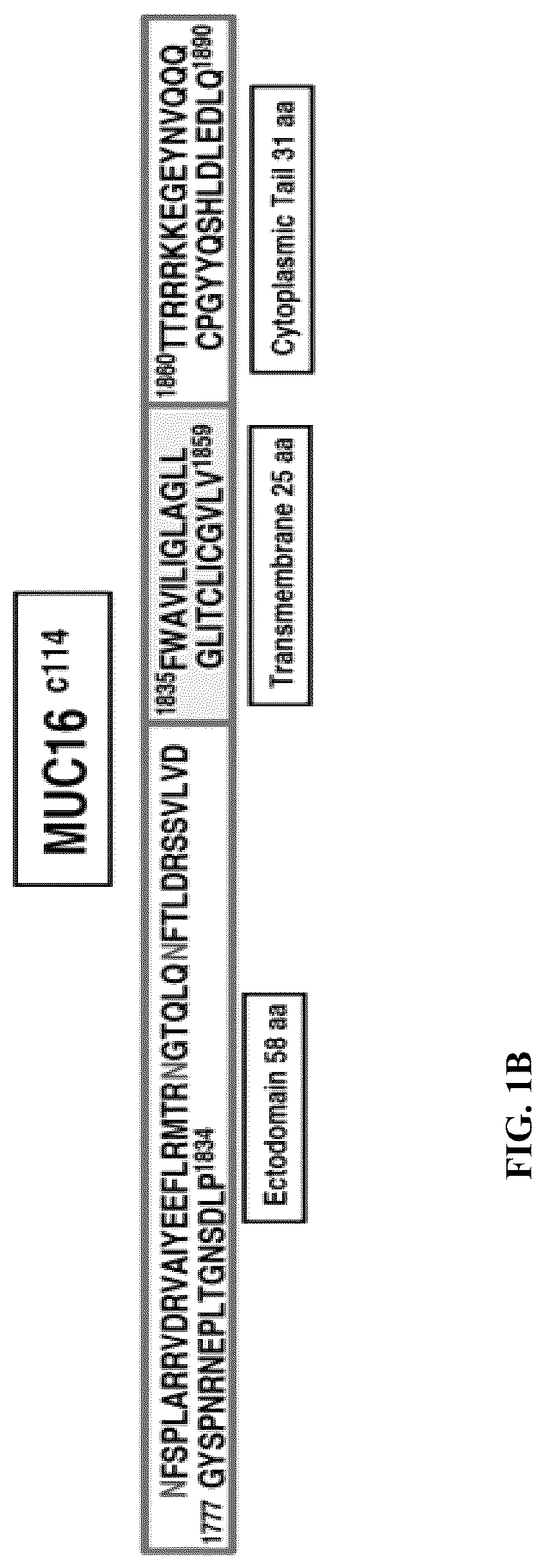 Patent US12617866 Figure 2 – Humanized antibodies to mucin-16 and methods of use thereof