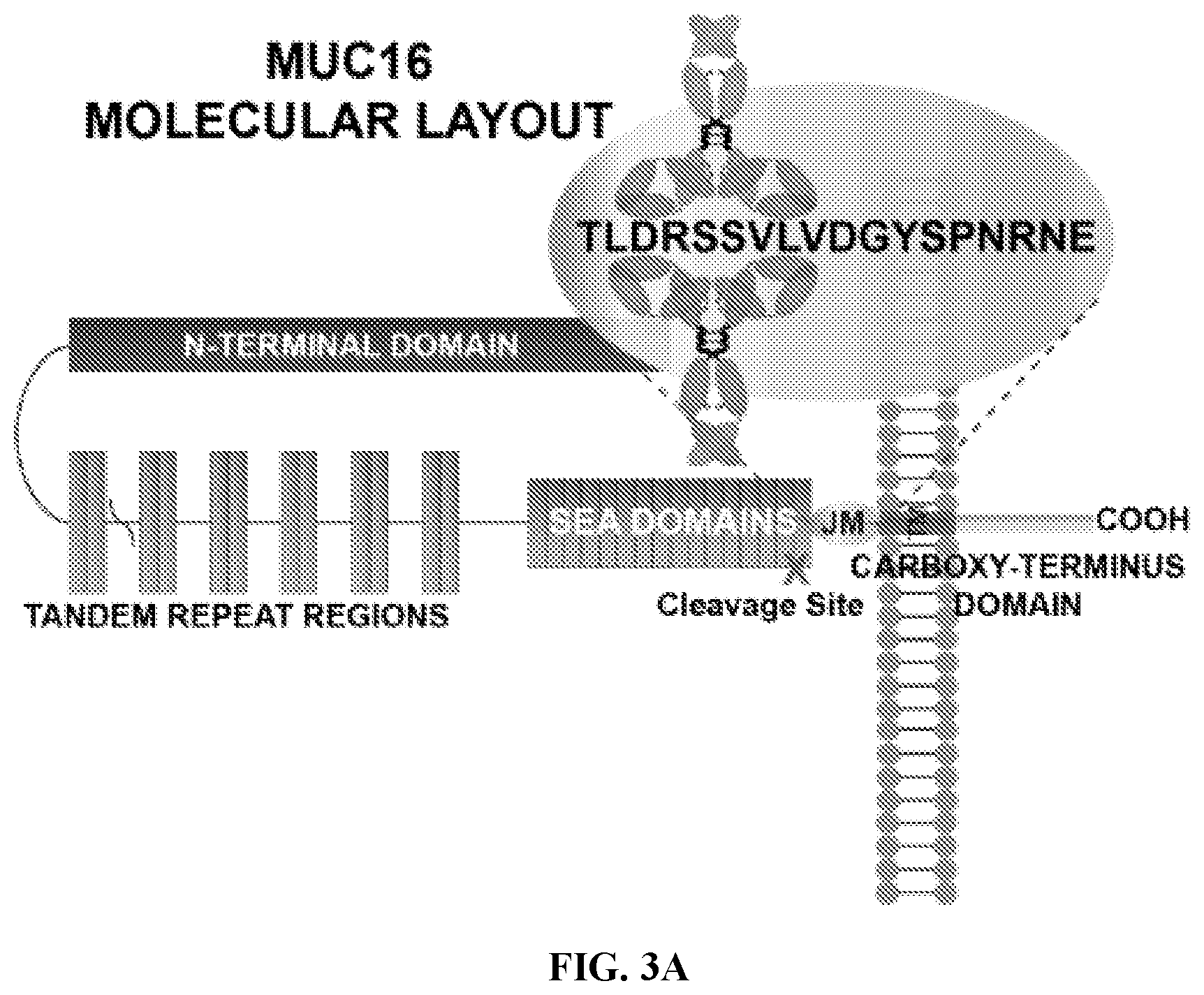 Patent US12617866 Figure 4 – Humanized antibodies to mucin-16 and methods of use thereof