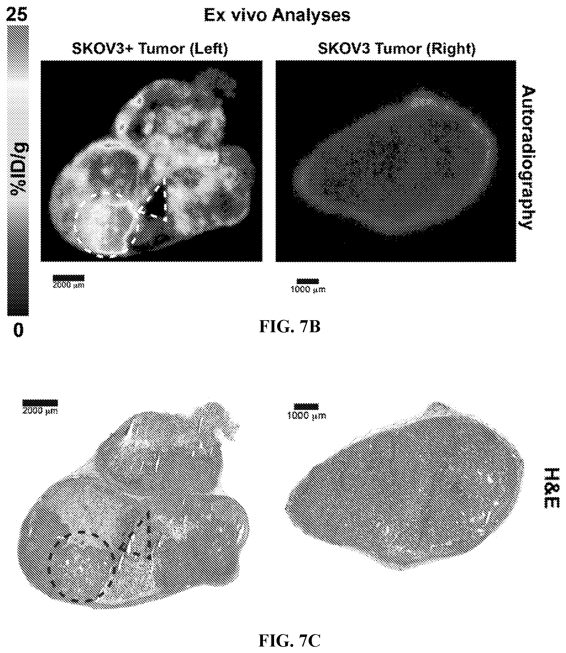 Patent US12617866 Figure 19 – Humanized antibodies to mucin-16 and methods of use thereof
