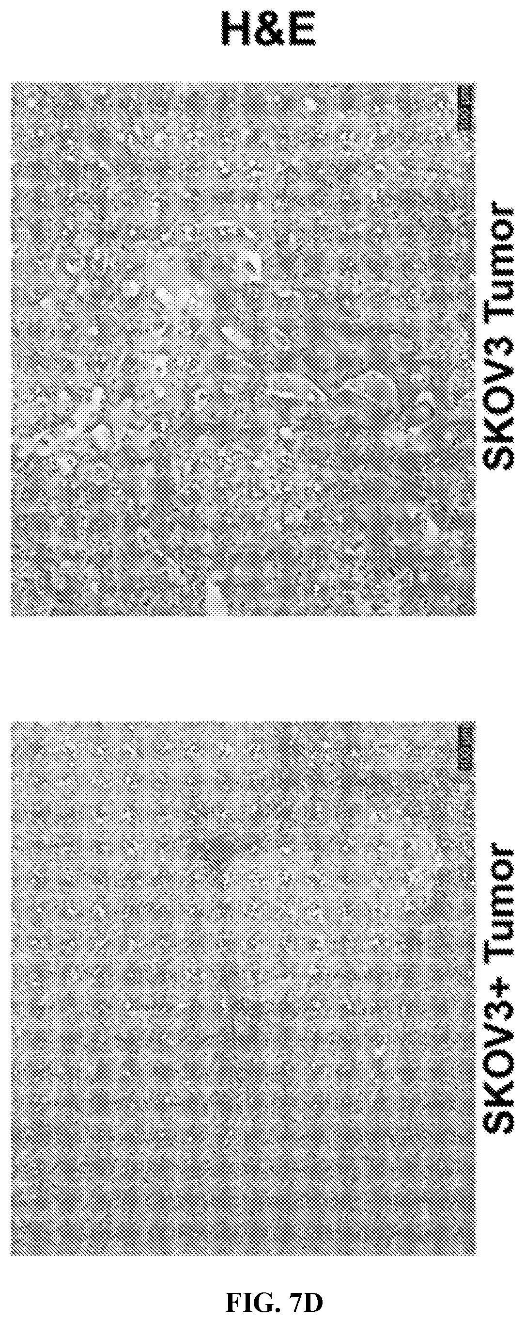 Patent US12617866 Figure 20 – Humanized antibodies to mucin-16 and methods of use thereof