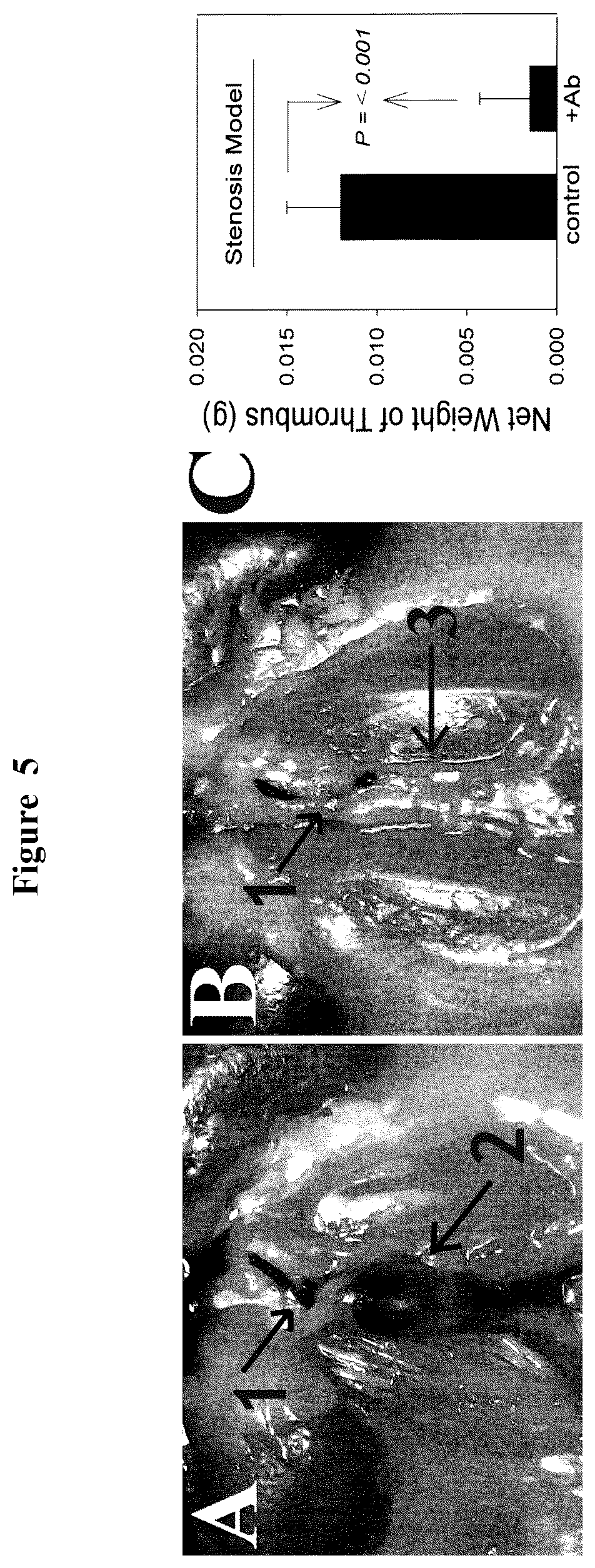 Patent US12617868 Figure 5 – Activation of (Na + +K + )-ATPase inhibits platelet aggregation and prevents thrombosis