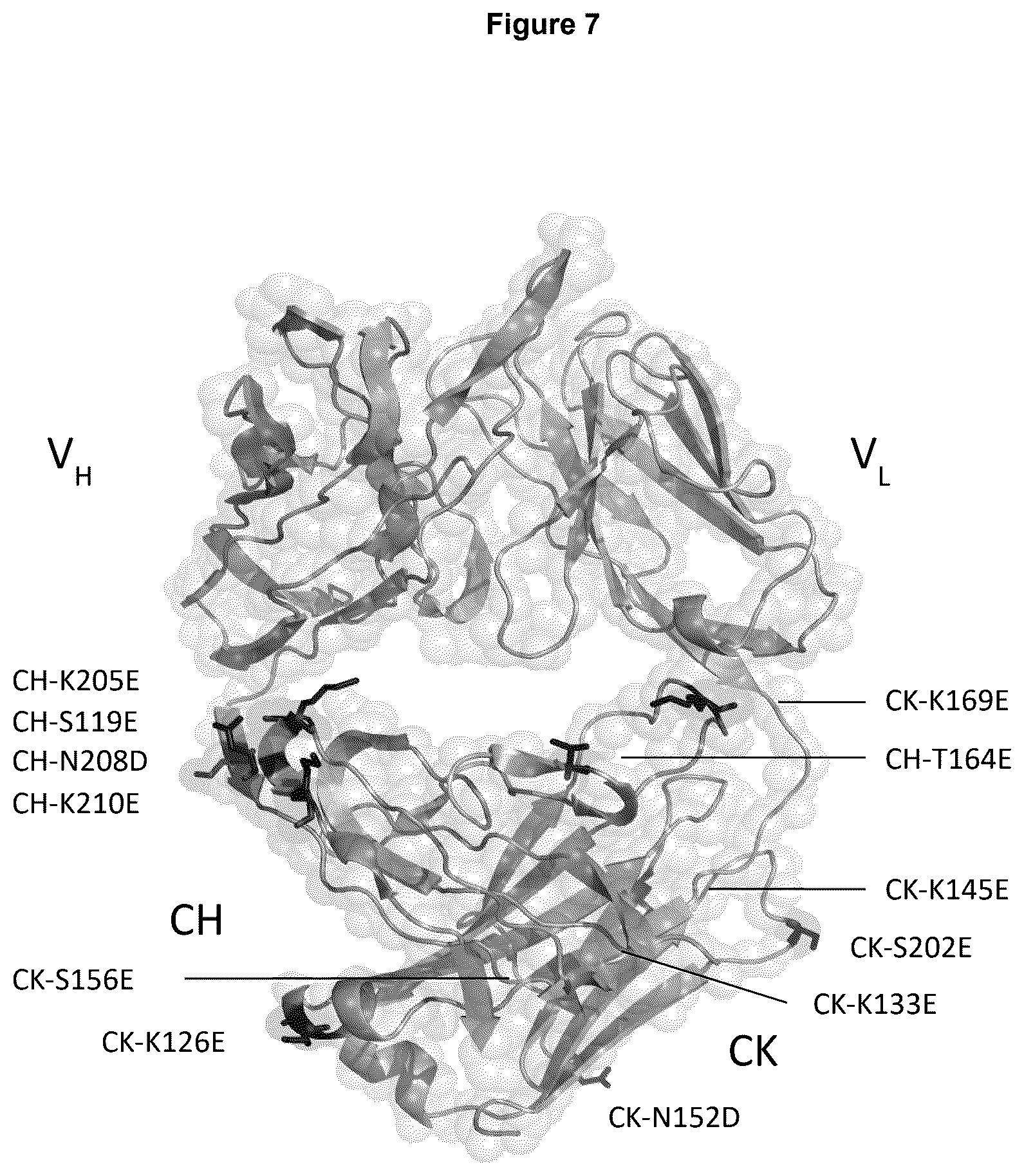 Patent US12617872 Figure 11 – Heterodimeric human IgG1 polypeptides with isoelectric point modifications