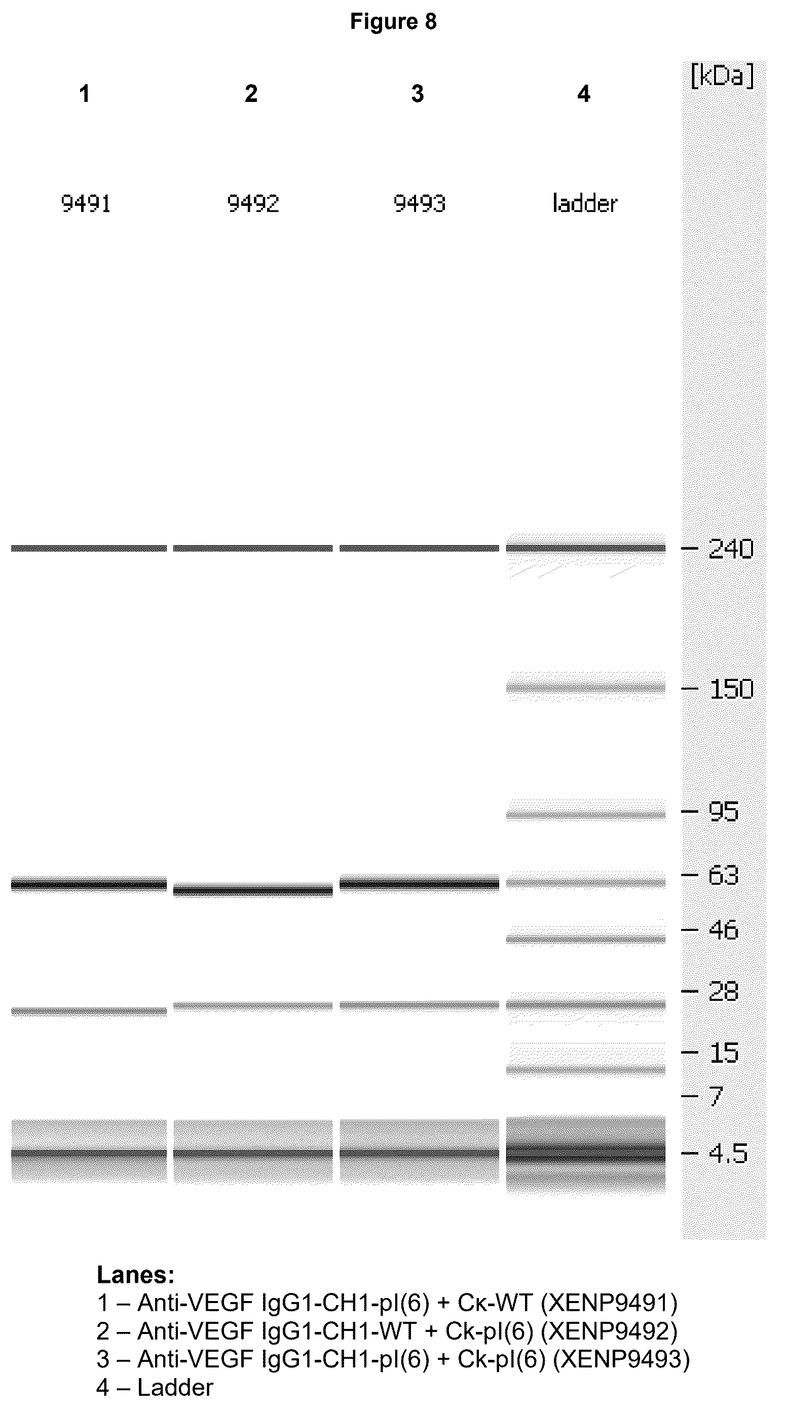 Patent US12617872 Figure 12 – Heterodimeric human IgG1 polypeptides with isoelectric point modifications