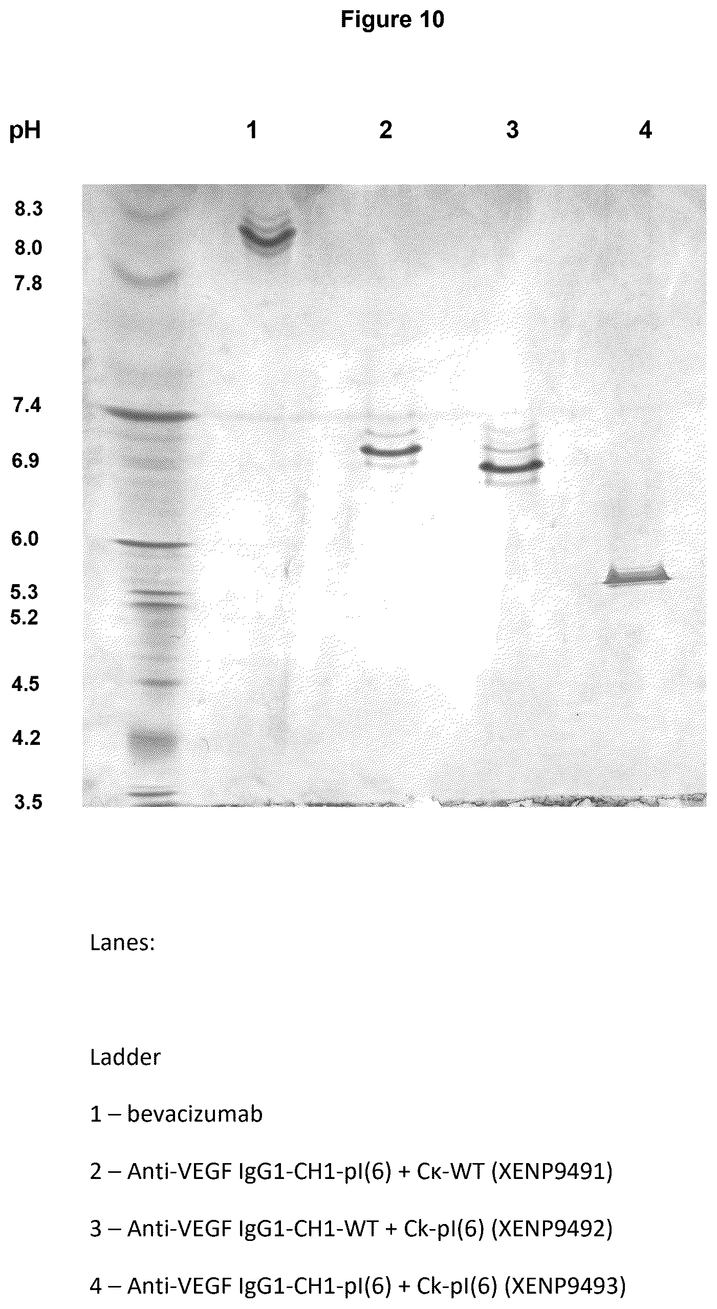 Patent US12617872 Figure 15 – Heterodimeric human IgG1 polypeptides with isoelectric point modifications