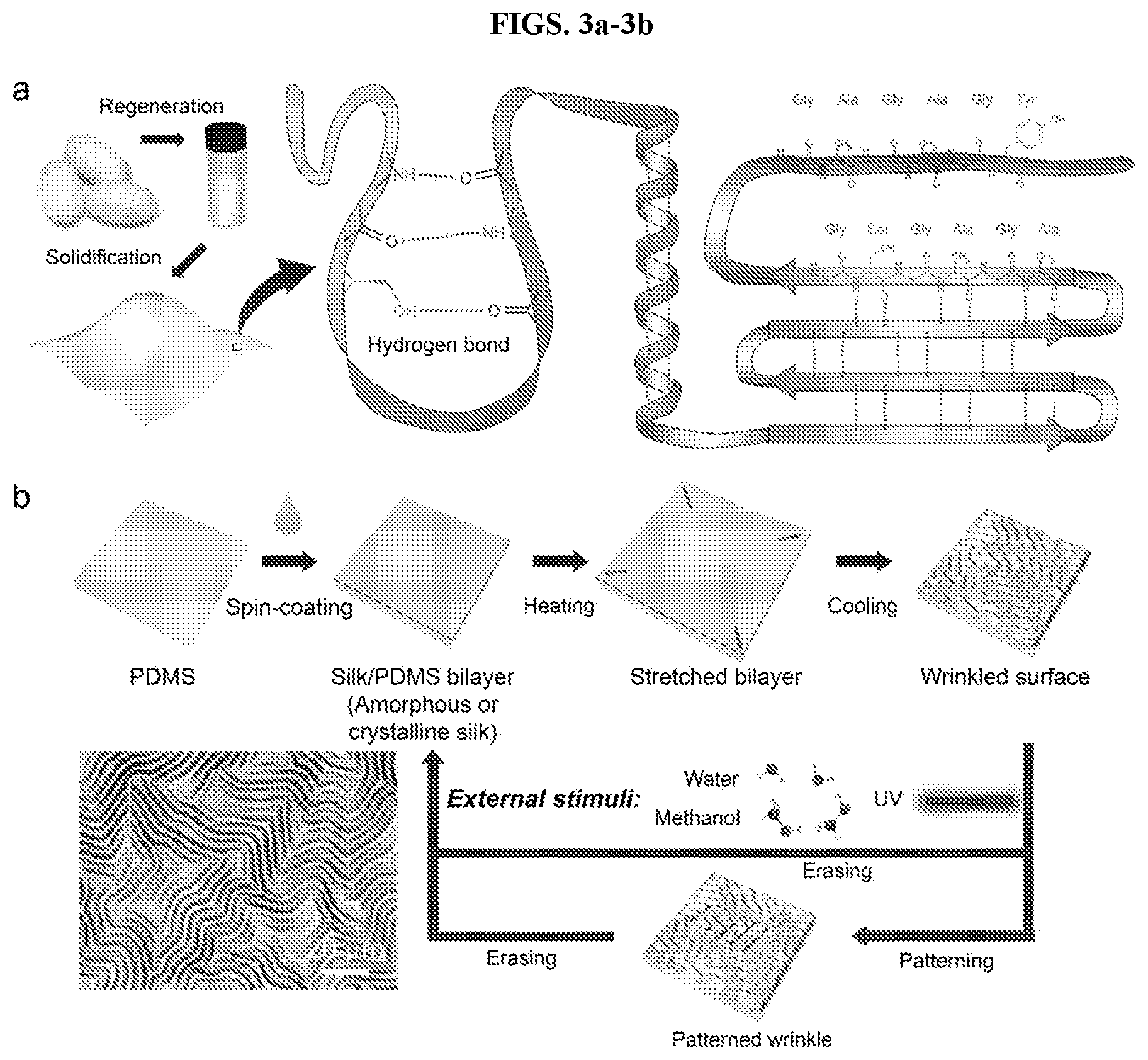 Patent US12617913 Figure 2 – Reversible wrinkle patterns and methods of making and using the same
