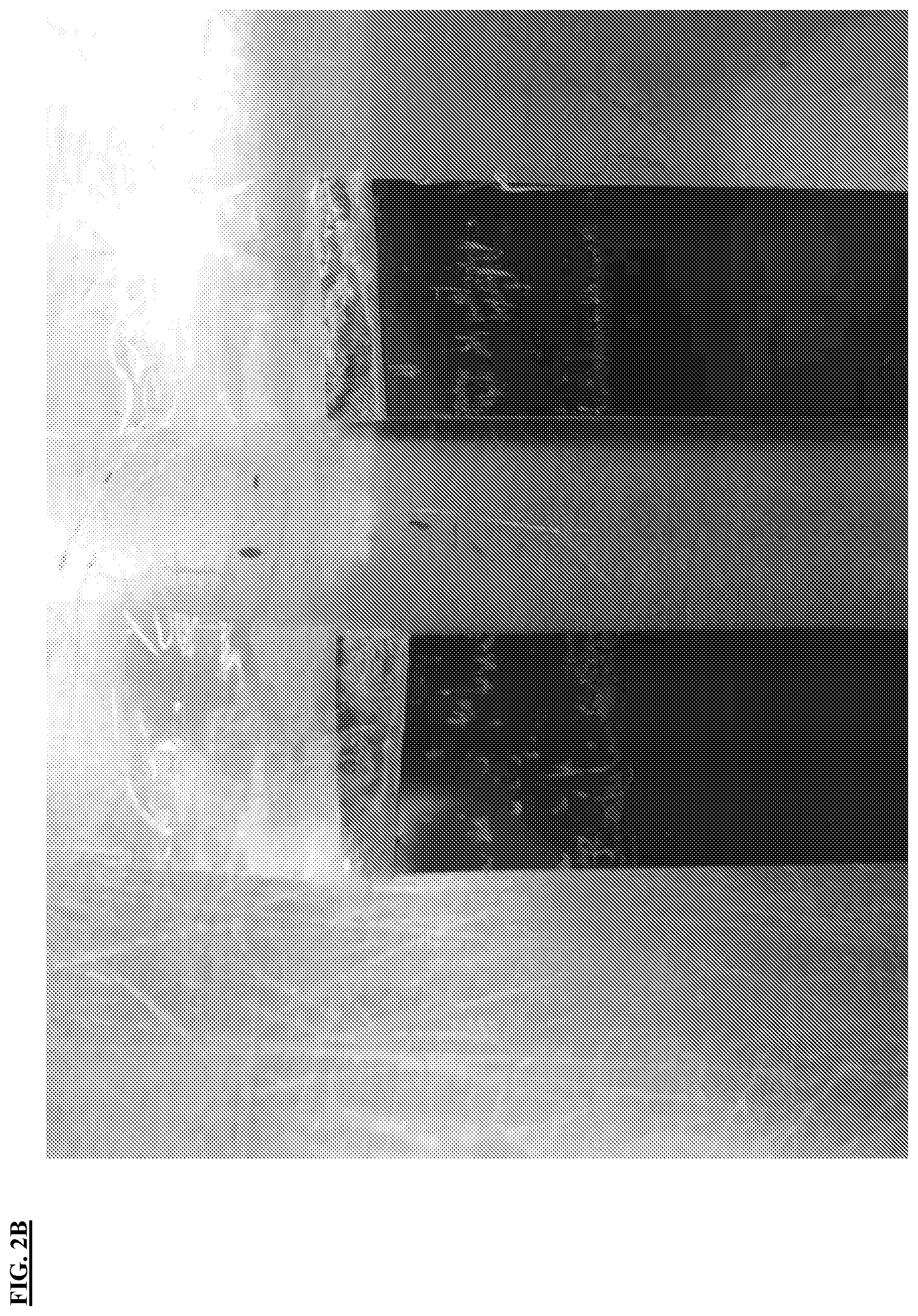 Patent US12617914 Figure 2 – Composite polymeric film