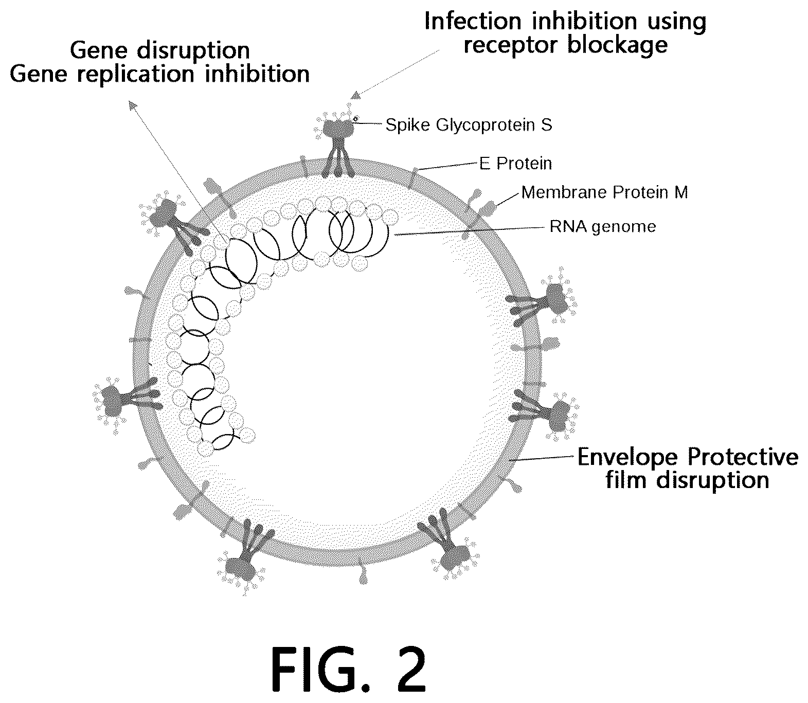 Patent US12617971 Figure 2 – Anti-viral coating composition, and method for fixing anti-viral fusion protein to surfaces