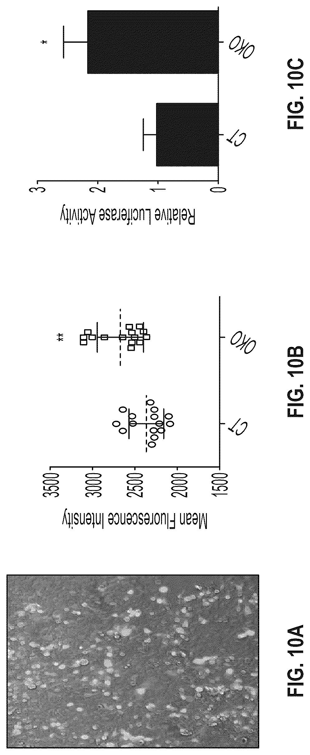 Patent US12618038 Figure 15 – Device and method for measuring in-cell protein folding