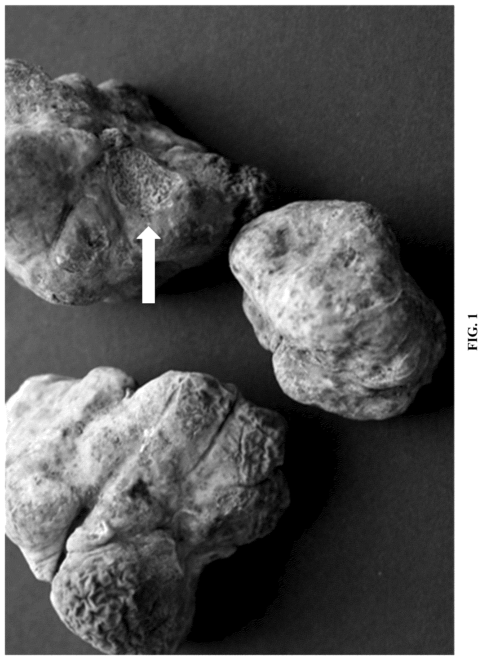Patent US12618043 — Rapid isolation, cultivation methods and utilities of truffle fungi — Figure 1