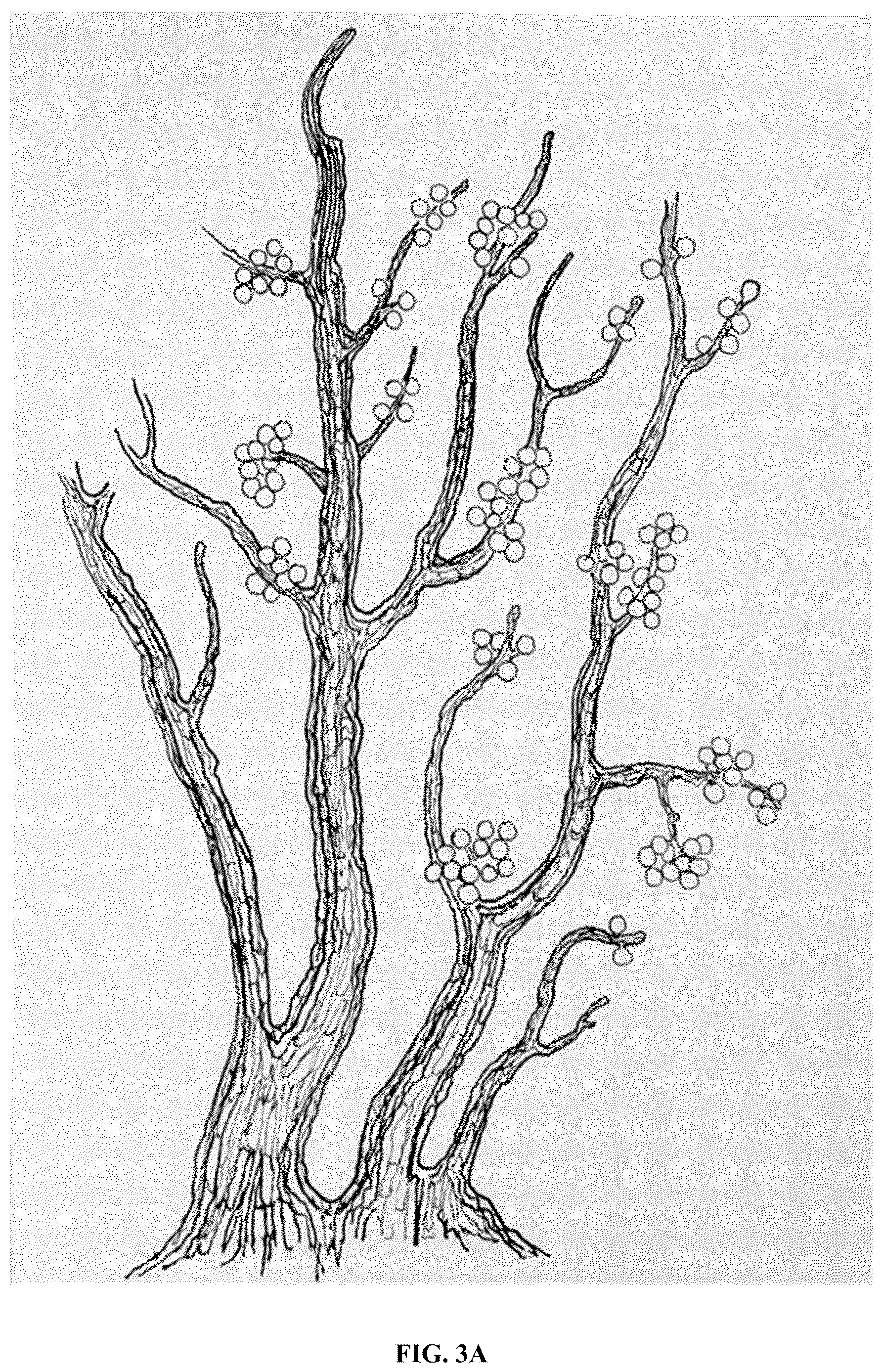 Patent US12618043 Figure 3 – Rapid isolation, cultivation methods and utilities of truffle fungi